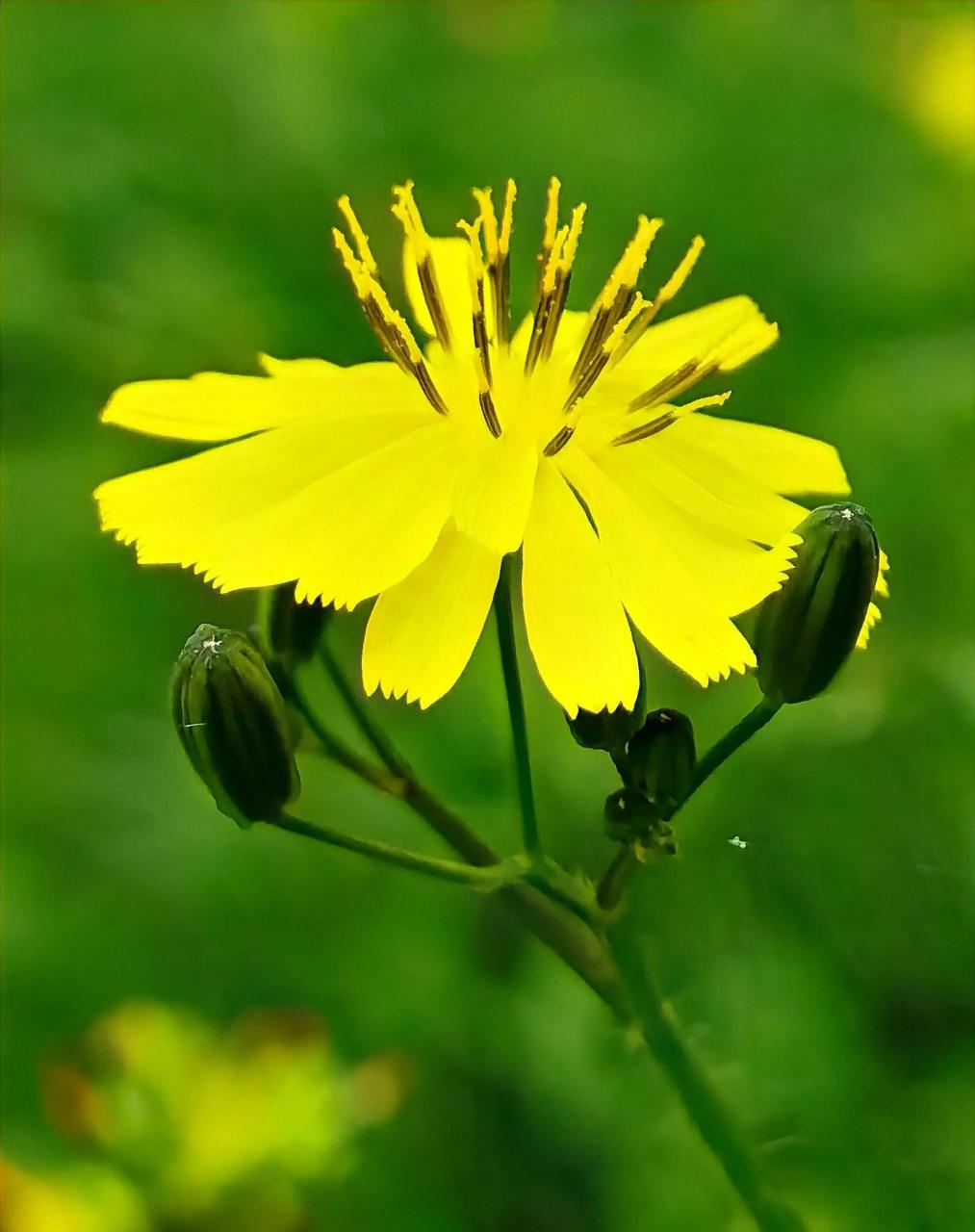 我们经常在沟边路旁看到最多的野花之一,就是有"野菊花"之称的黄鹌菜