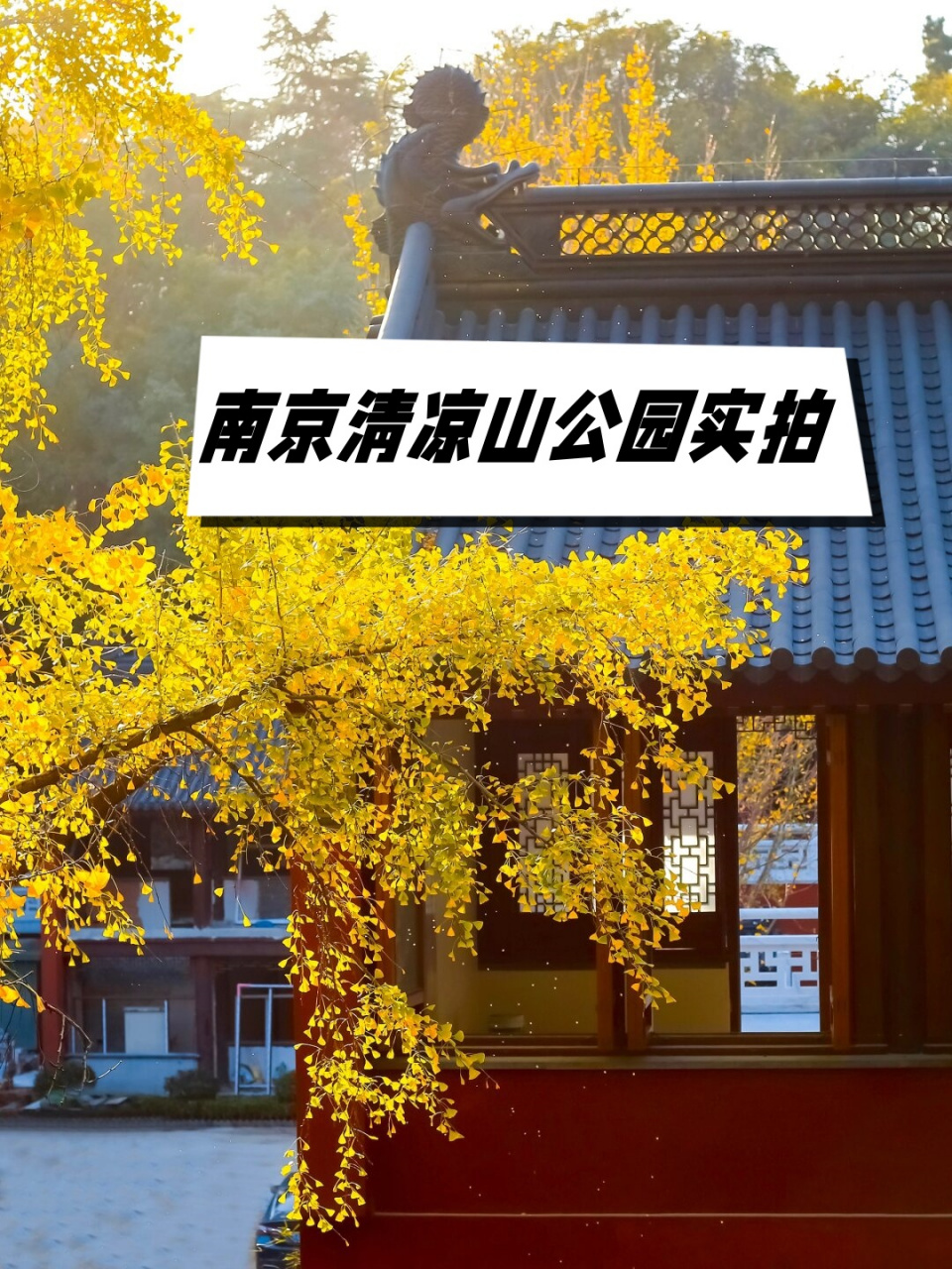 南京清凉山公园实拍  南京的秋天总是让人等得望眼欲穿,树叶还顽强地