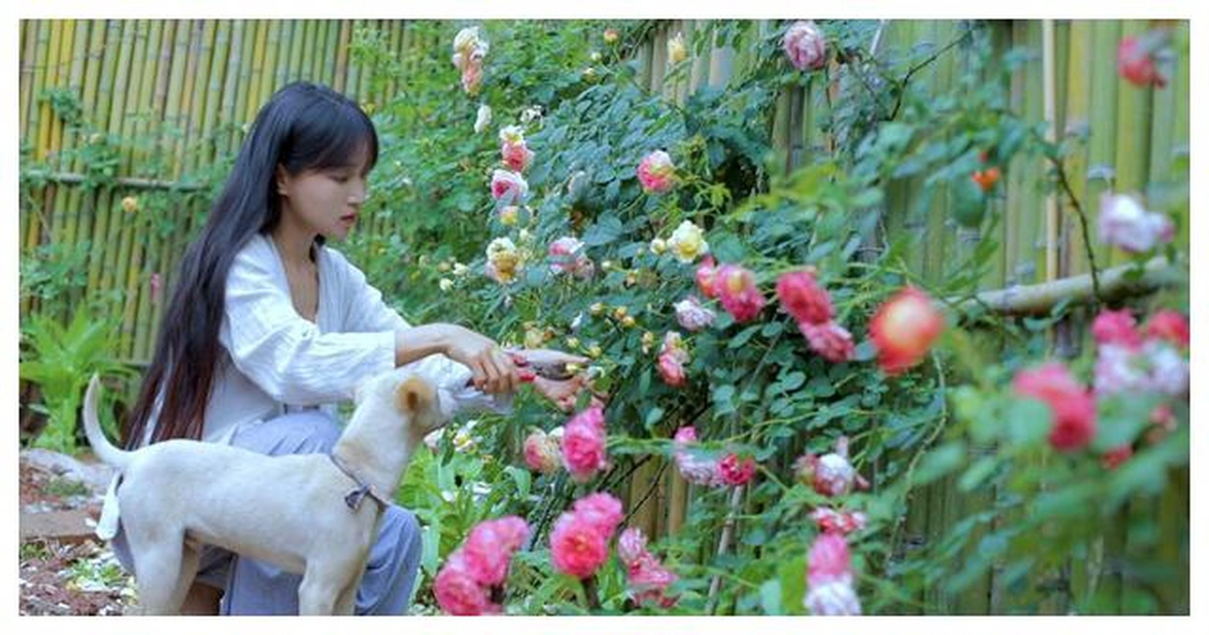 李子柒用"葡萄皮"给自己做裙子,看到成品真的跪了,这是仙女吧