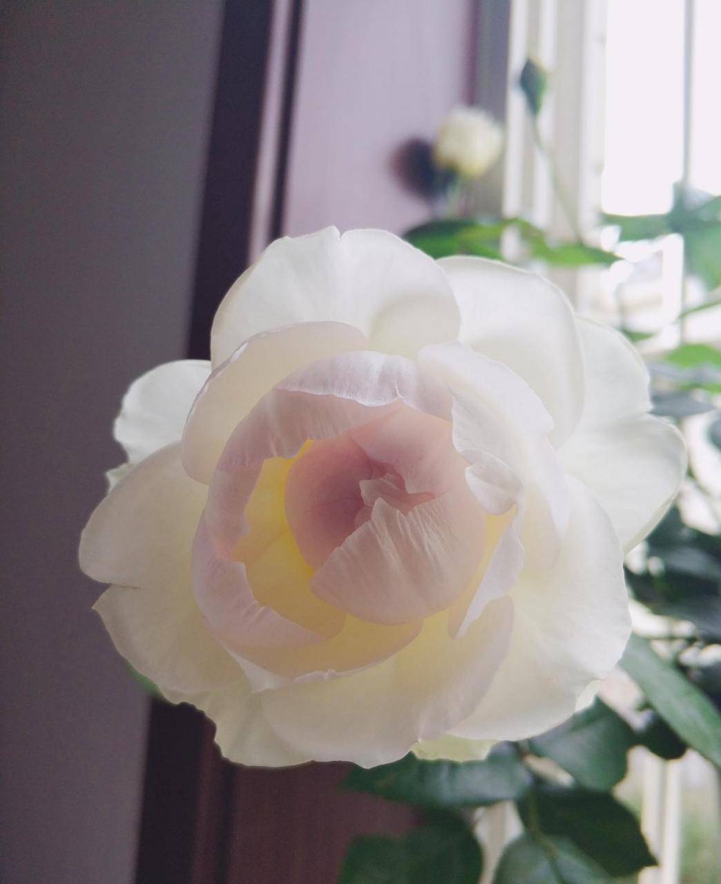 这种花名叫"波莱罗",是一款小型灌木状月季花,以颜值和芳香征服了世界