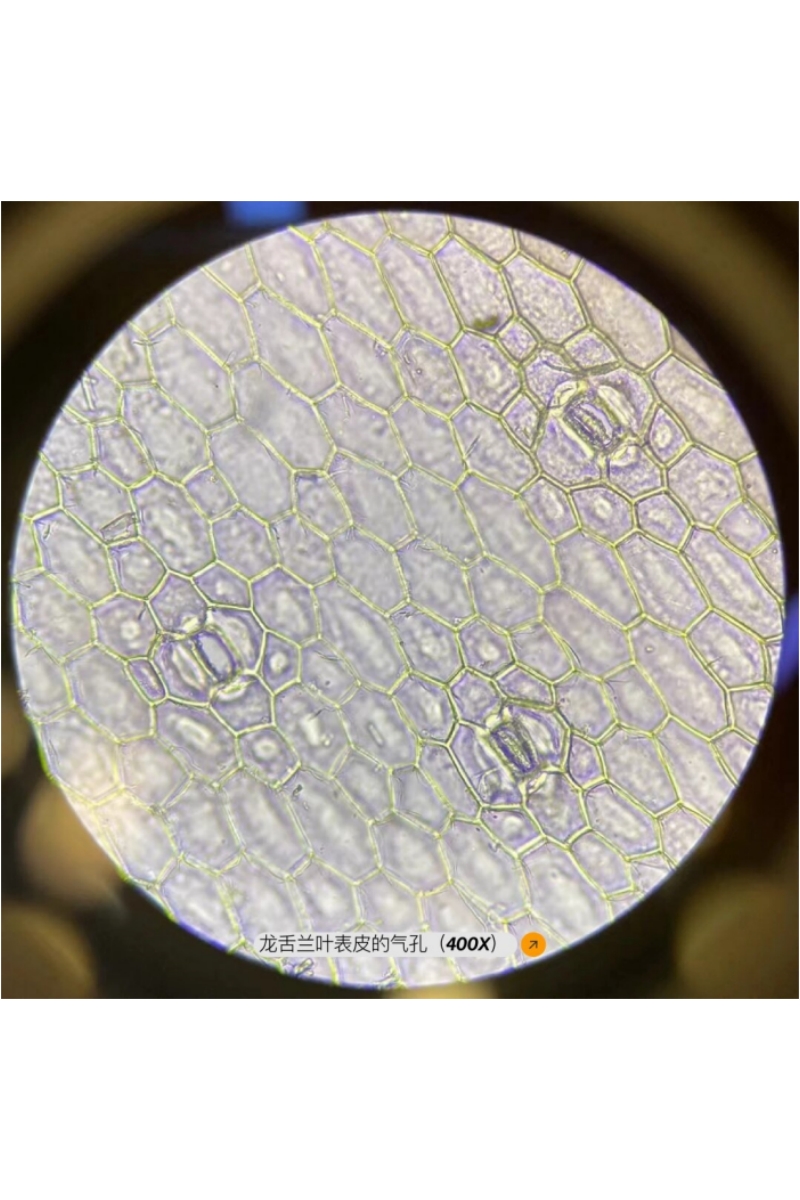 微观奇境: 植物细胞的神秘结构与无尽美丽