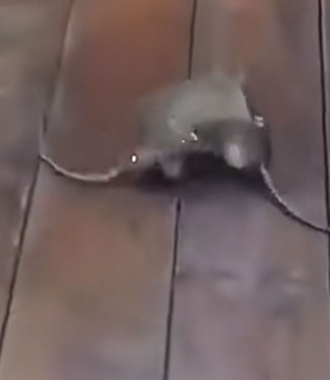 快看,两只老鼠打架,必有一伤啊