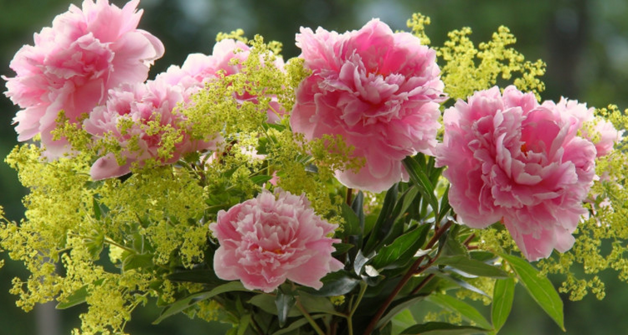 康乃馨种植季节  种植康乃馨的季节,可以在春季,夏季,秋季和冬季进行.