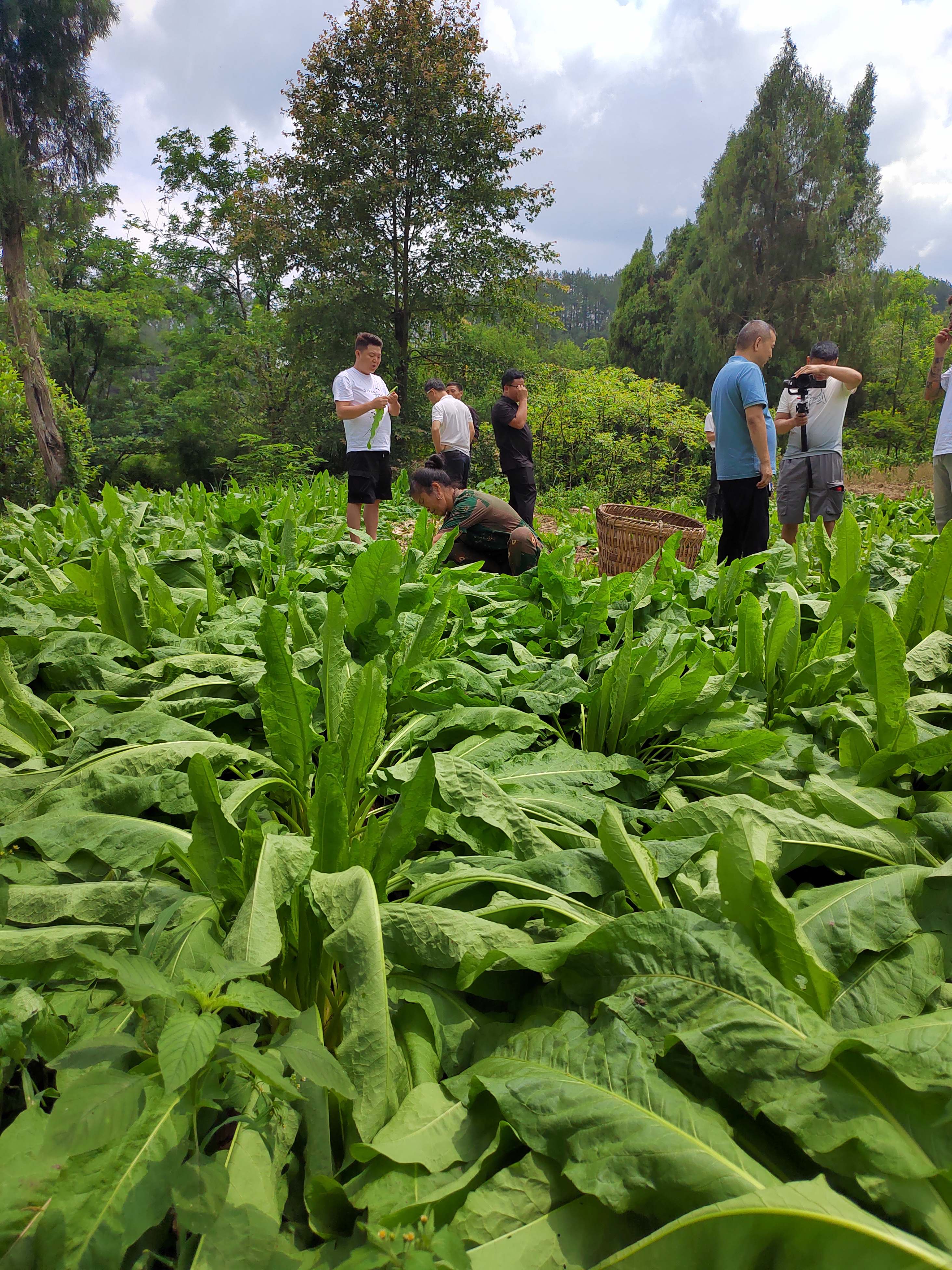 《食叶草·三字经》贵州省遵义市播州区龙坪种植基地 食叶草长寿菜