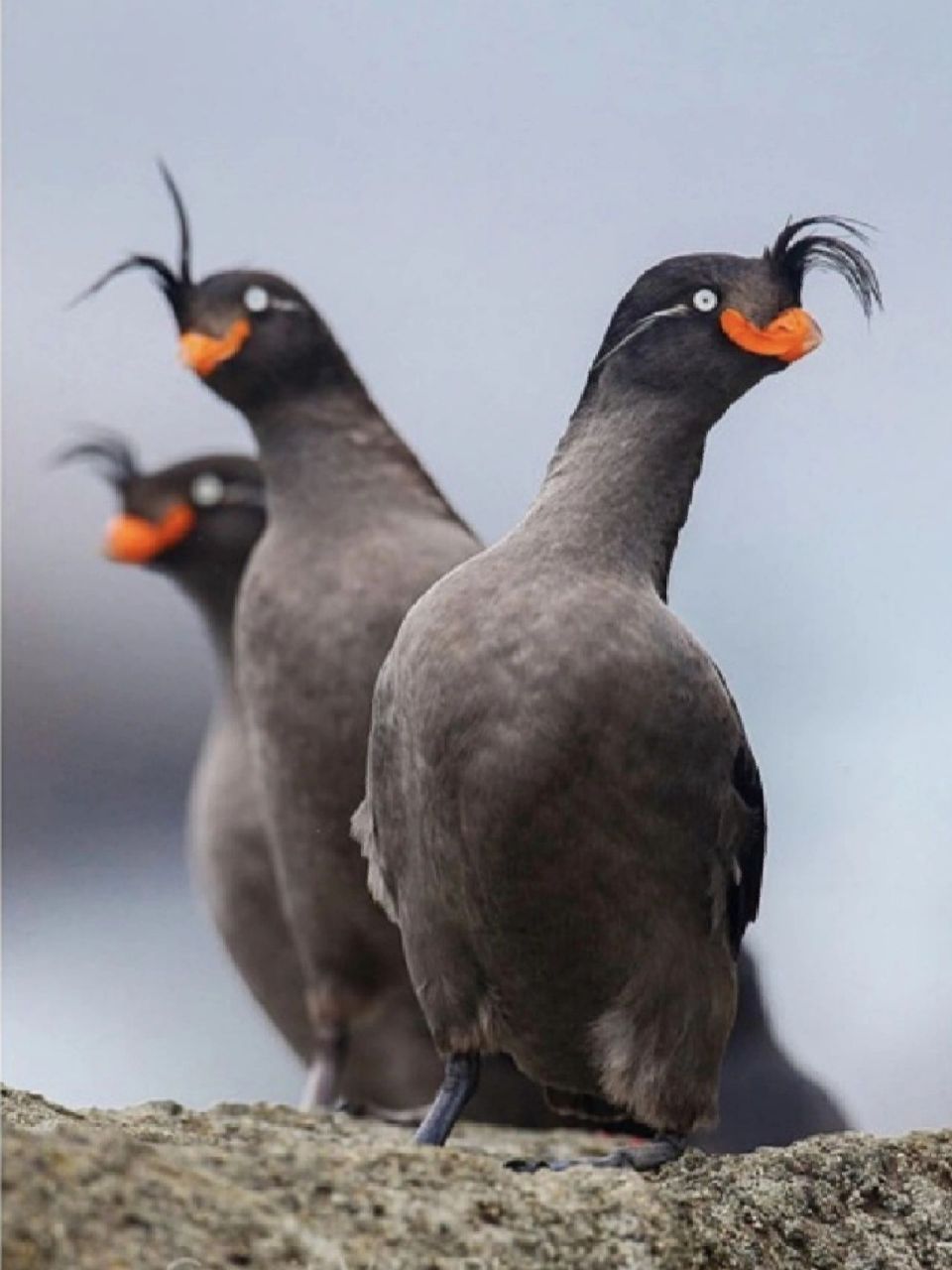 呆萌的傻鸟 最近偶然在网上看到一只鸟的照片,一下就把我的心击中了.
