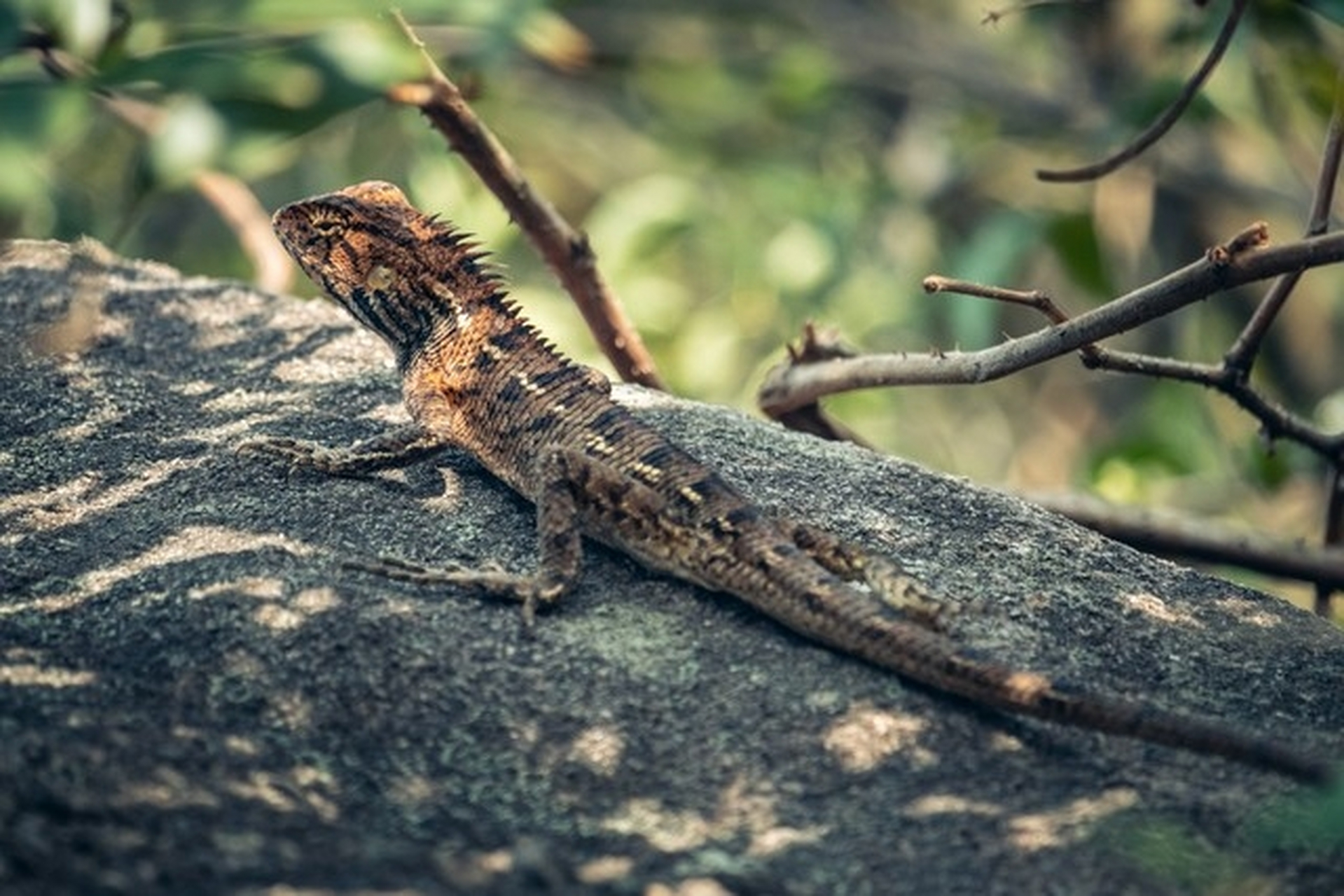 近日,广东佛山一小区出现了一只身长约一米的罕见蜥蜴,被保安发现时刚