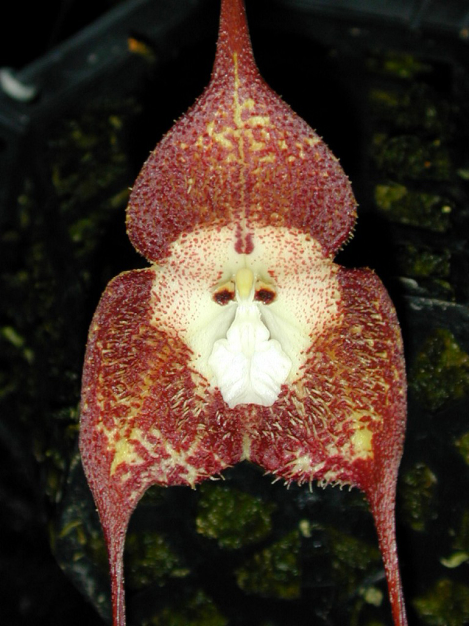 猴脸兰是一种兰花的品种,学名为dracula simia,意思是"猴子形的为血