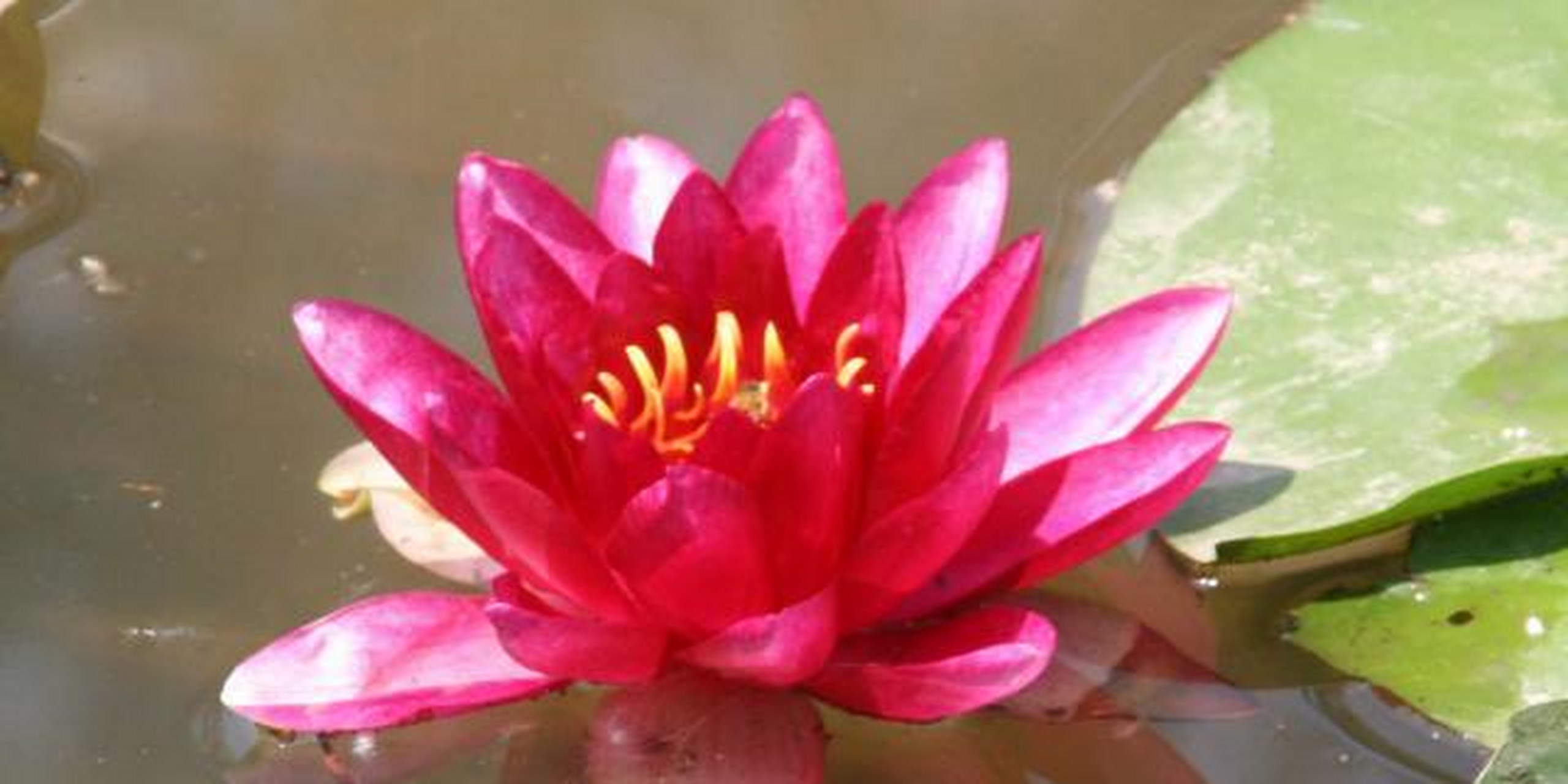 水生绿化植物价格