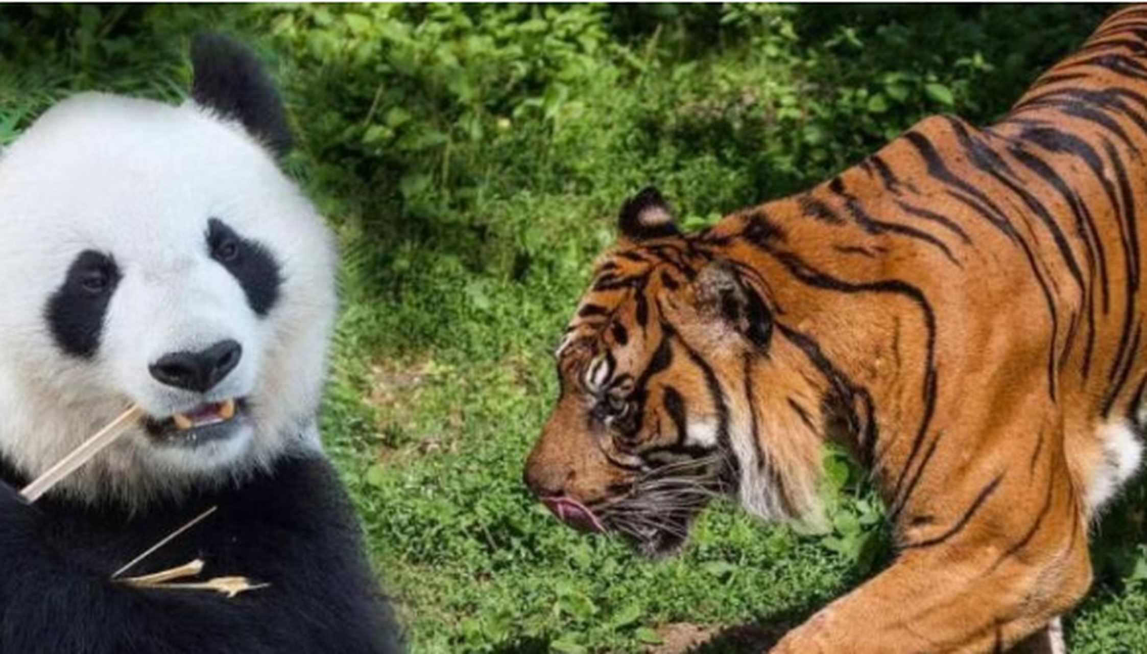 熊猫和老虎都是十分珍稀的存在,一个是中国"国宝",一个是国家一级保护