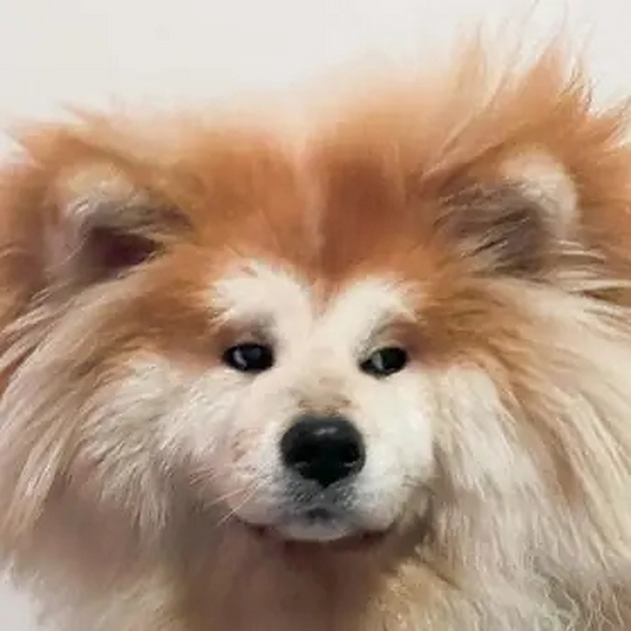 又精致又潦草的狗