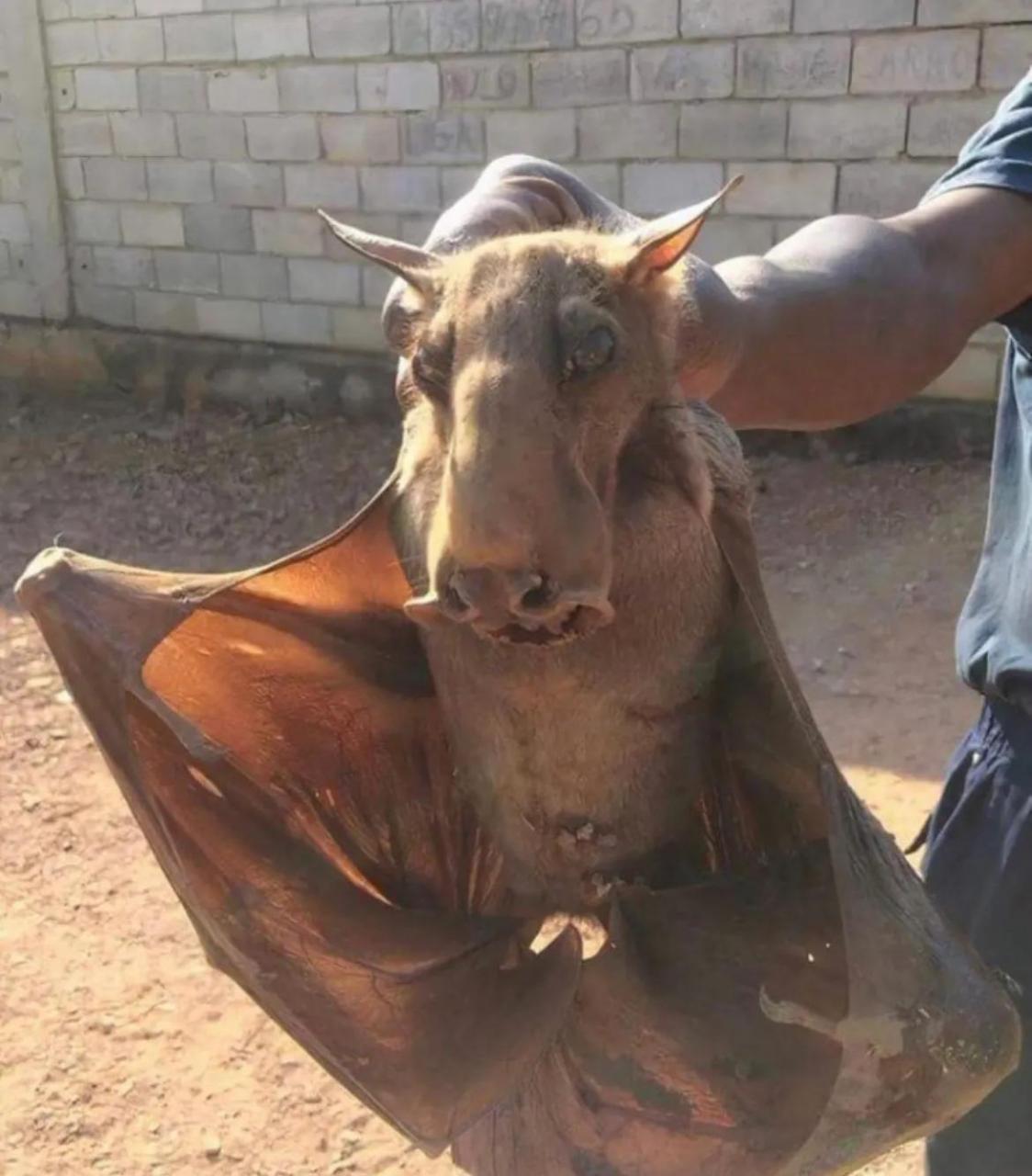 这是锤头蝙蝠,是非洲最大的蝙蝠物种.