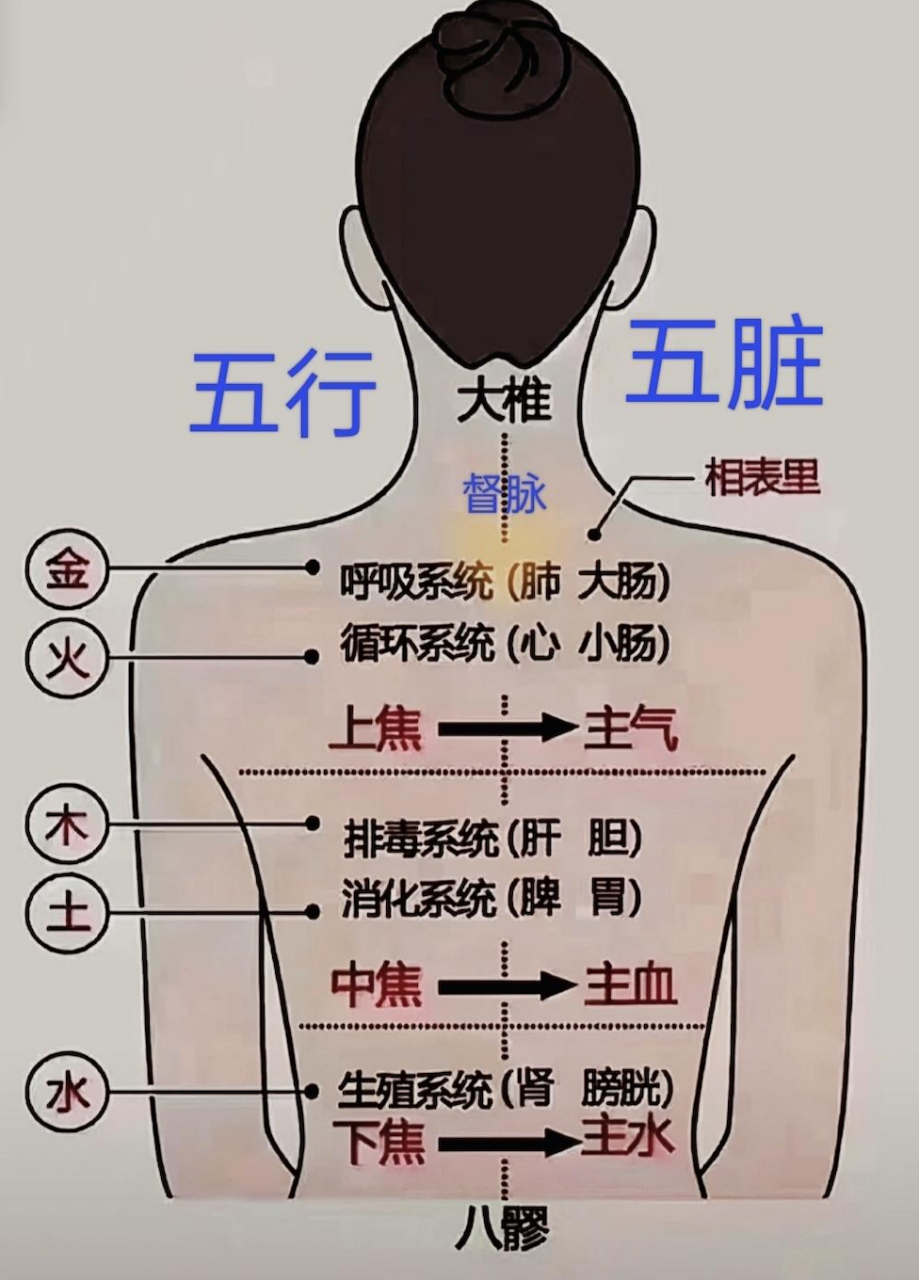一张图了解五脏和五行的关系,看懂中医辨证观的基础关系!