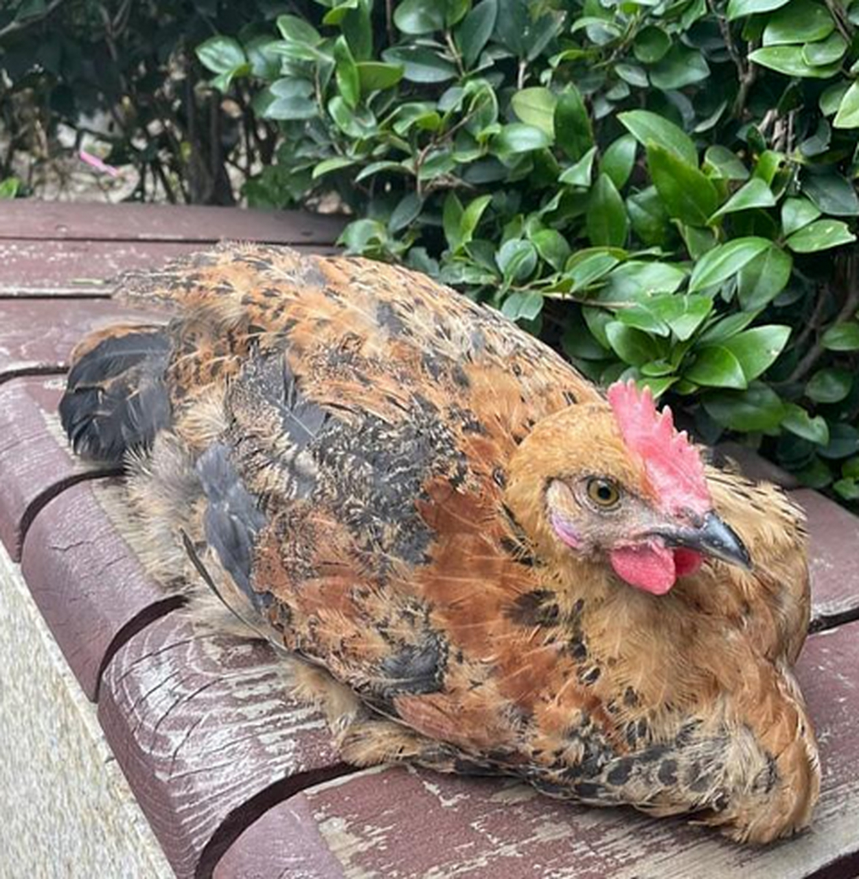 当初老板说这鸡长不大,发现确实比一般的鸡小一点