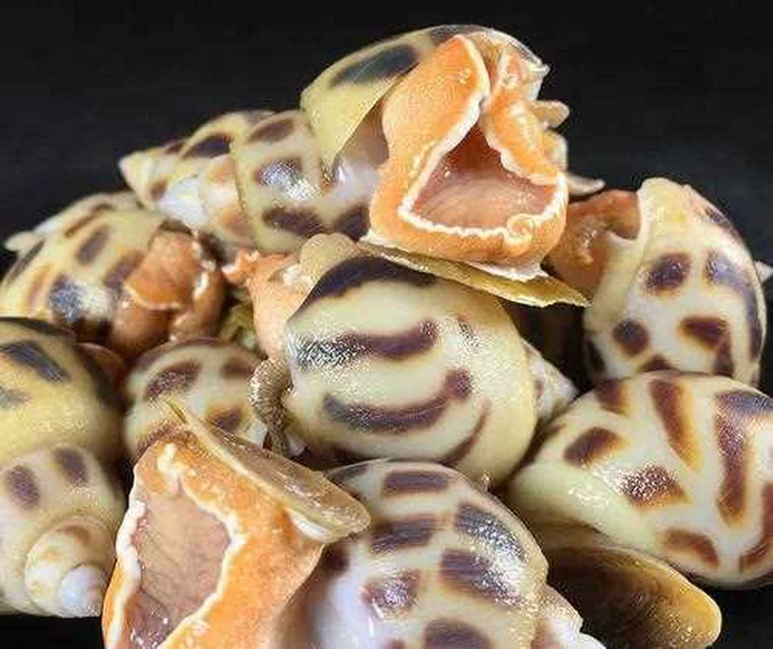 东风螺又名花螺,酒友们对这种海鲜情有独钟.