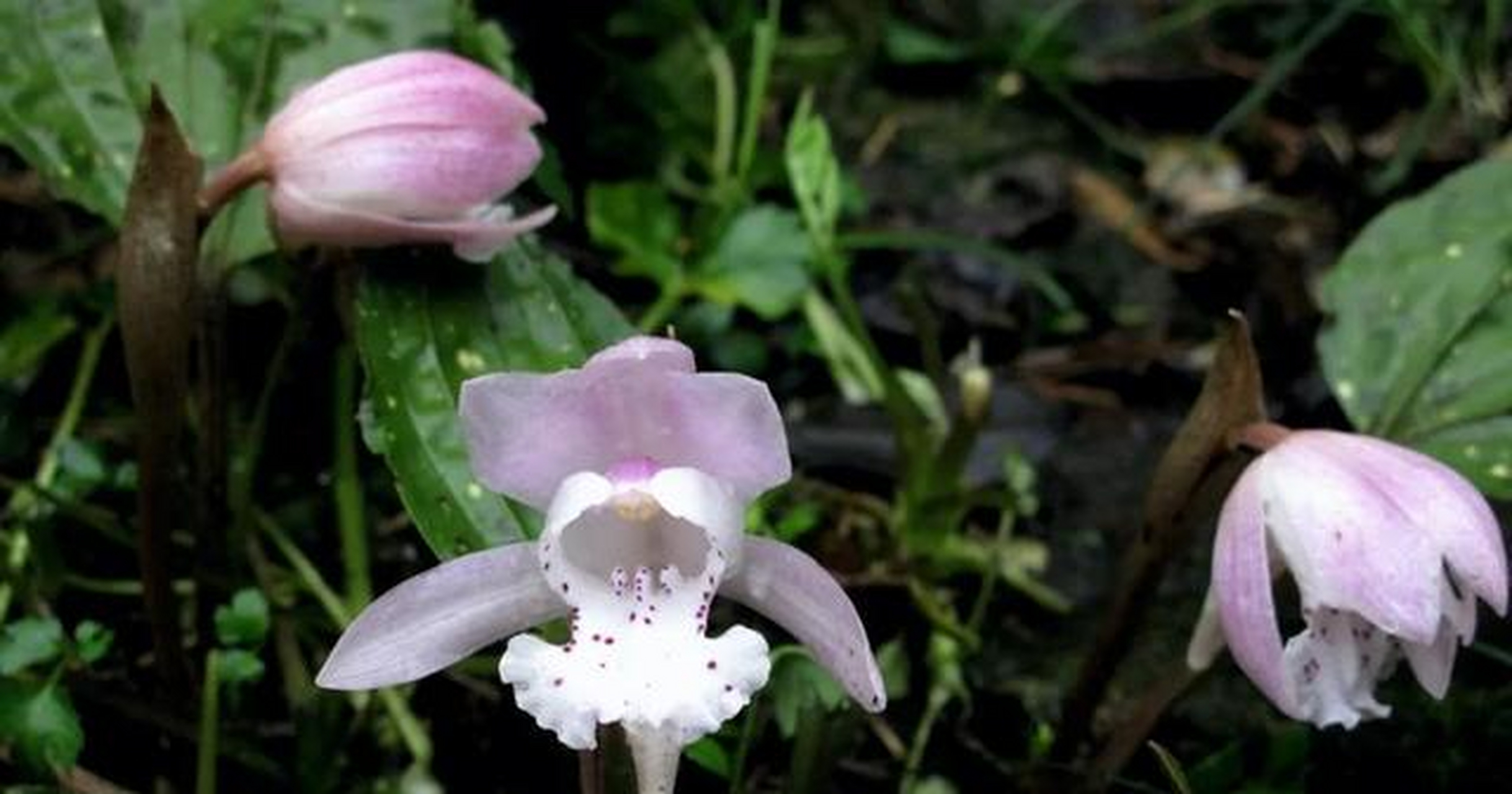 独花兰的花朵直径达6cm,是宁波野生兰科植物中花朵最大的种类
