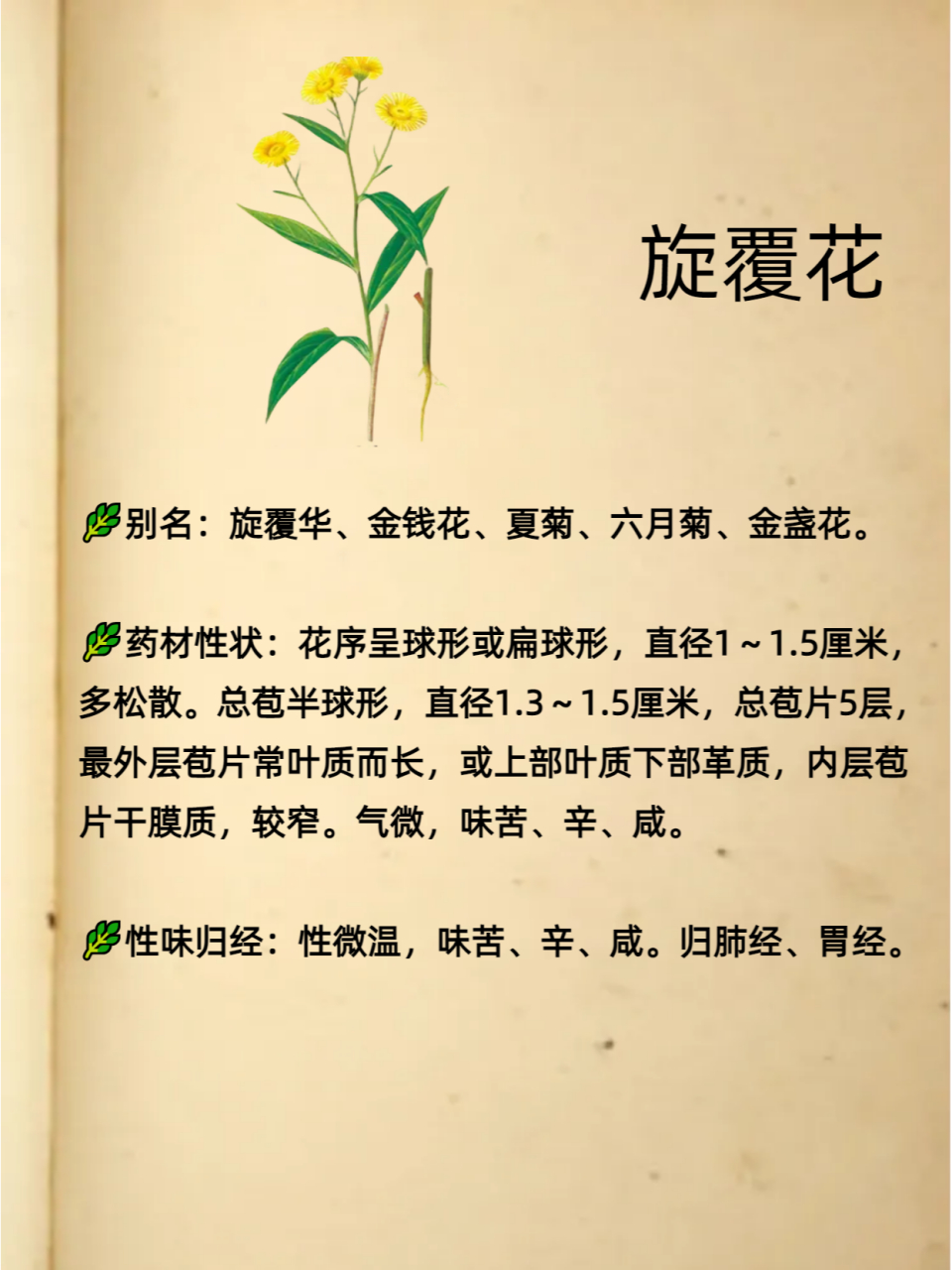 每天认识一味旋覆花  🌿别名:旋覆花,金钱花,夏菊,六月菊,金盏花