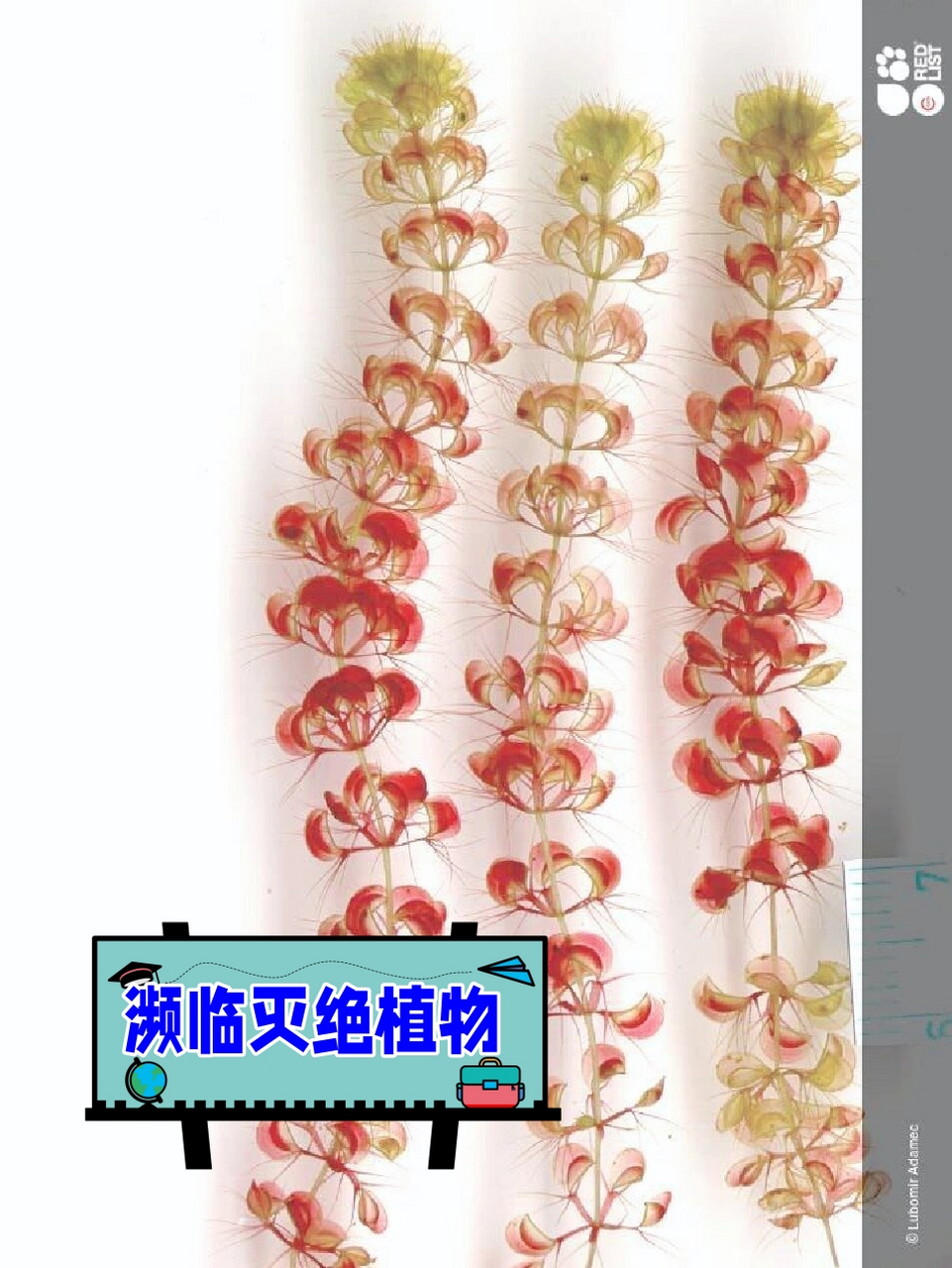 濒临灭绝植物  学名:aldrovanda vesiculosa l.