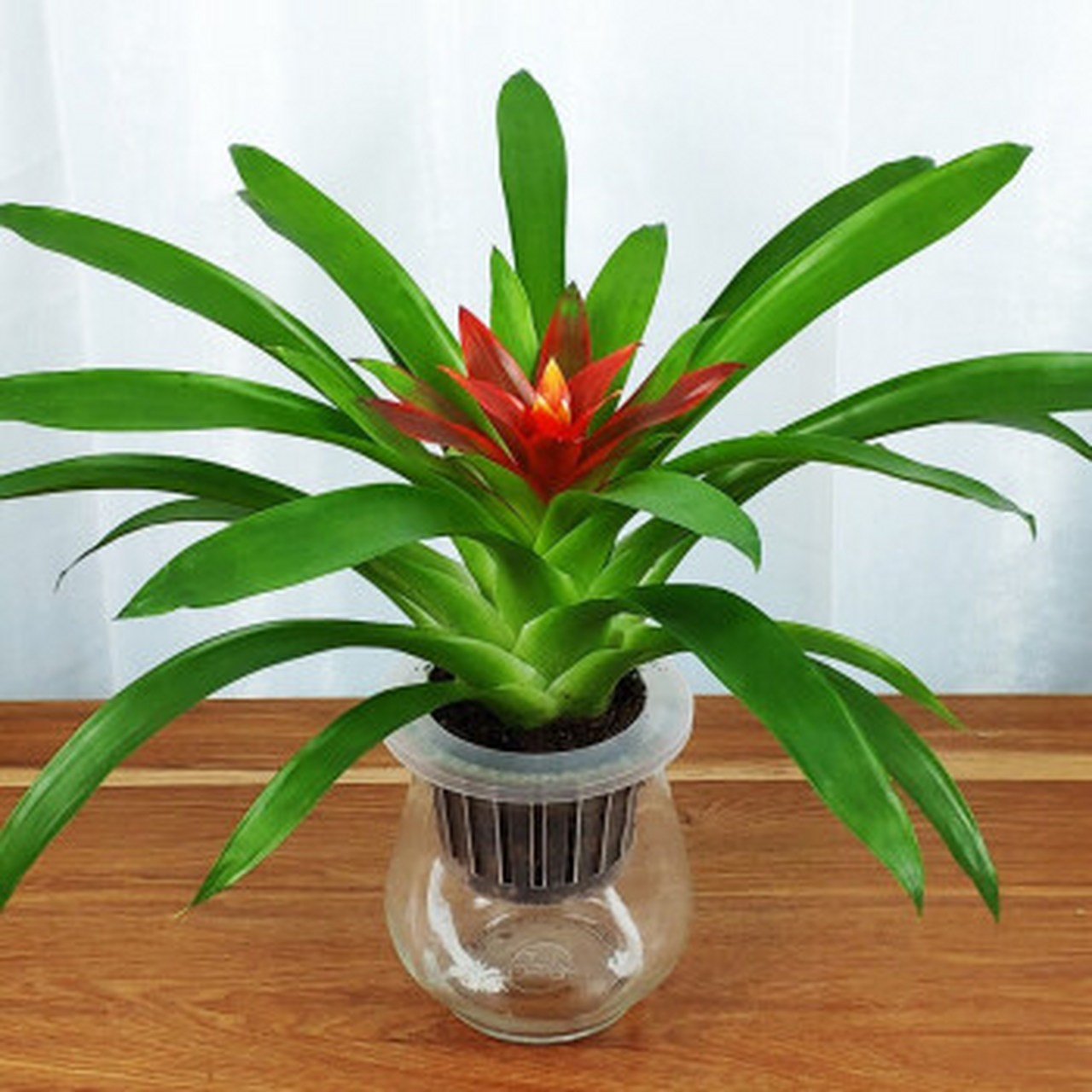 别担心,小编今天给大家介绍的盆栽——水塔花,绝对是最适合家庭养殖的