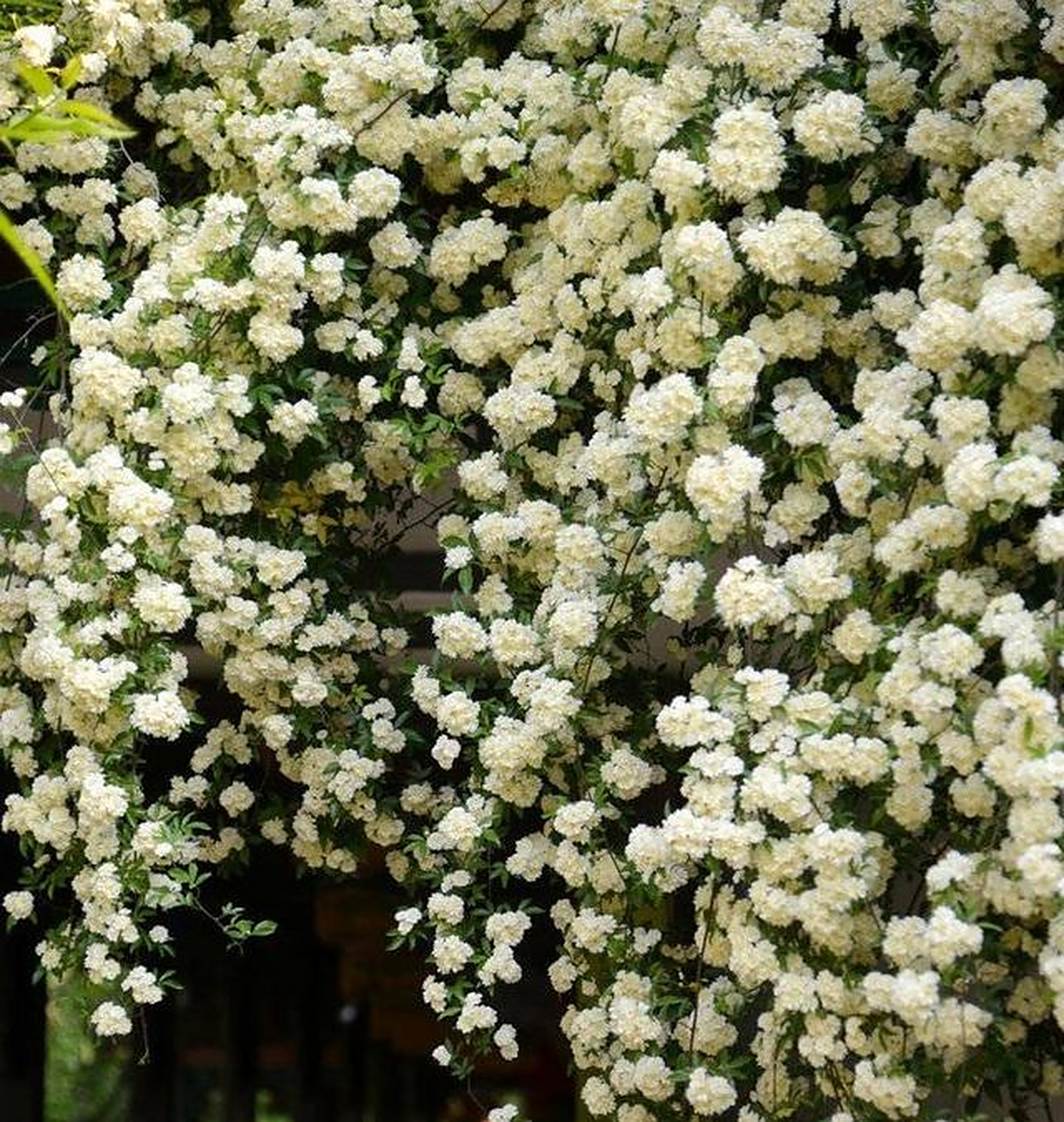 而且修剪下来的木香花也可以放到室内来净化空气,是最天然的香薰