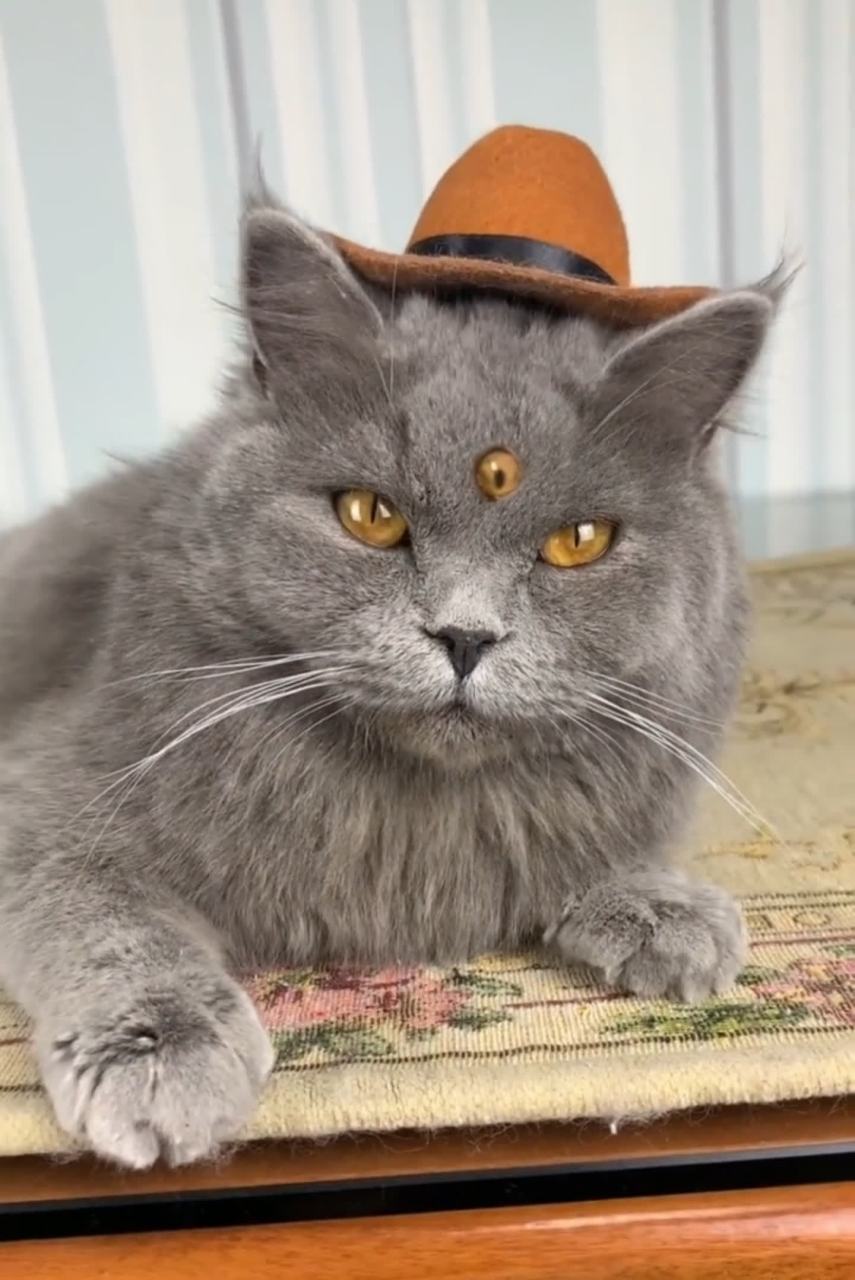 猫的眼睛好酷啊,它有三只眼睛. 这就是猫界的"二郎神"吗?[左捂脸]