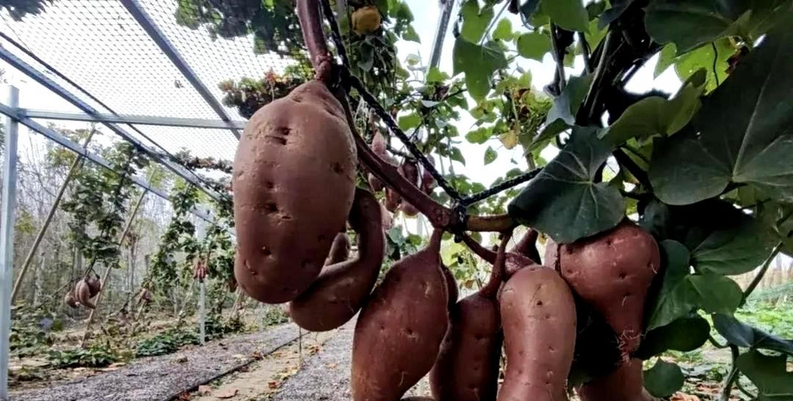 科技日新月异,红薯已经长成树!