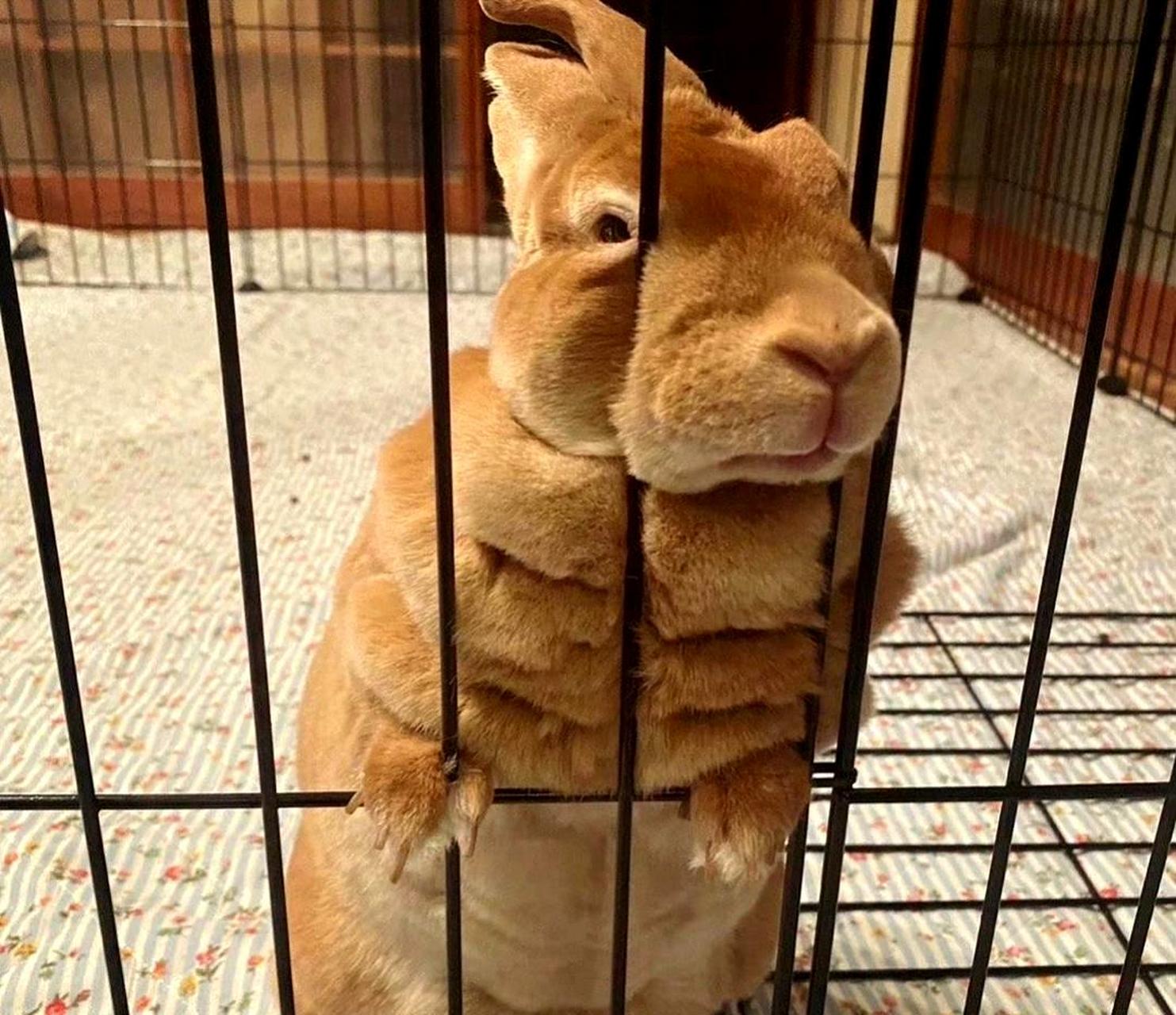 感觉像是被肌肉兔兔一拳打飞了八百米.