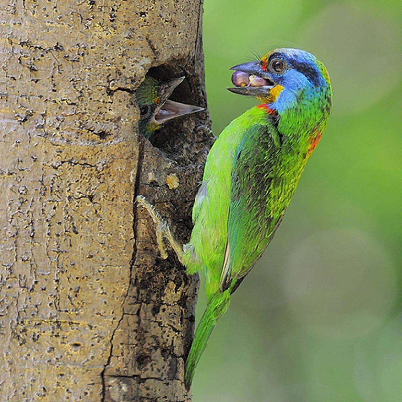 头顶彩毛的小鸟 【黑眉拟啄木鸟】 ·物种分类:须䴕科  拟啄木鸟属