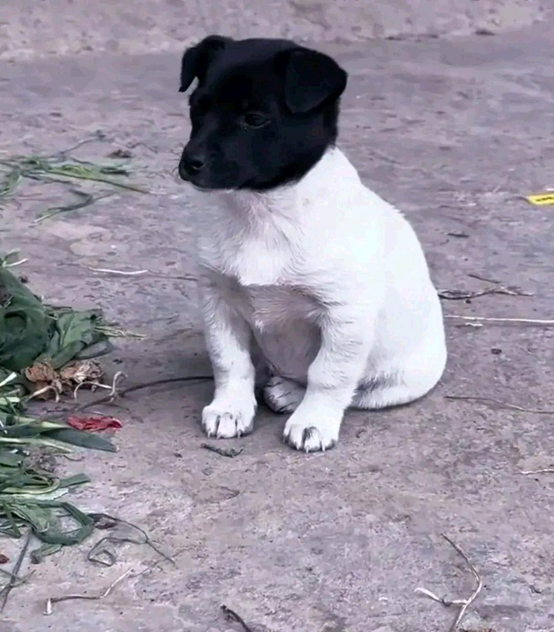 黑头白身的小狗,难道是半生无墨?