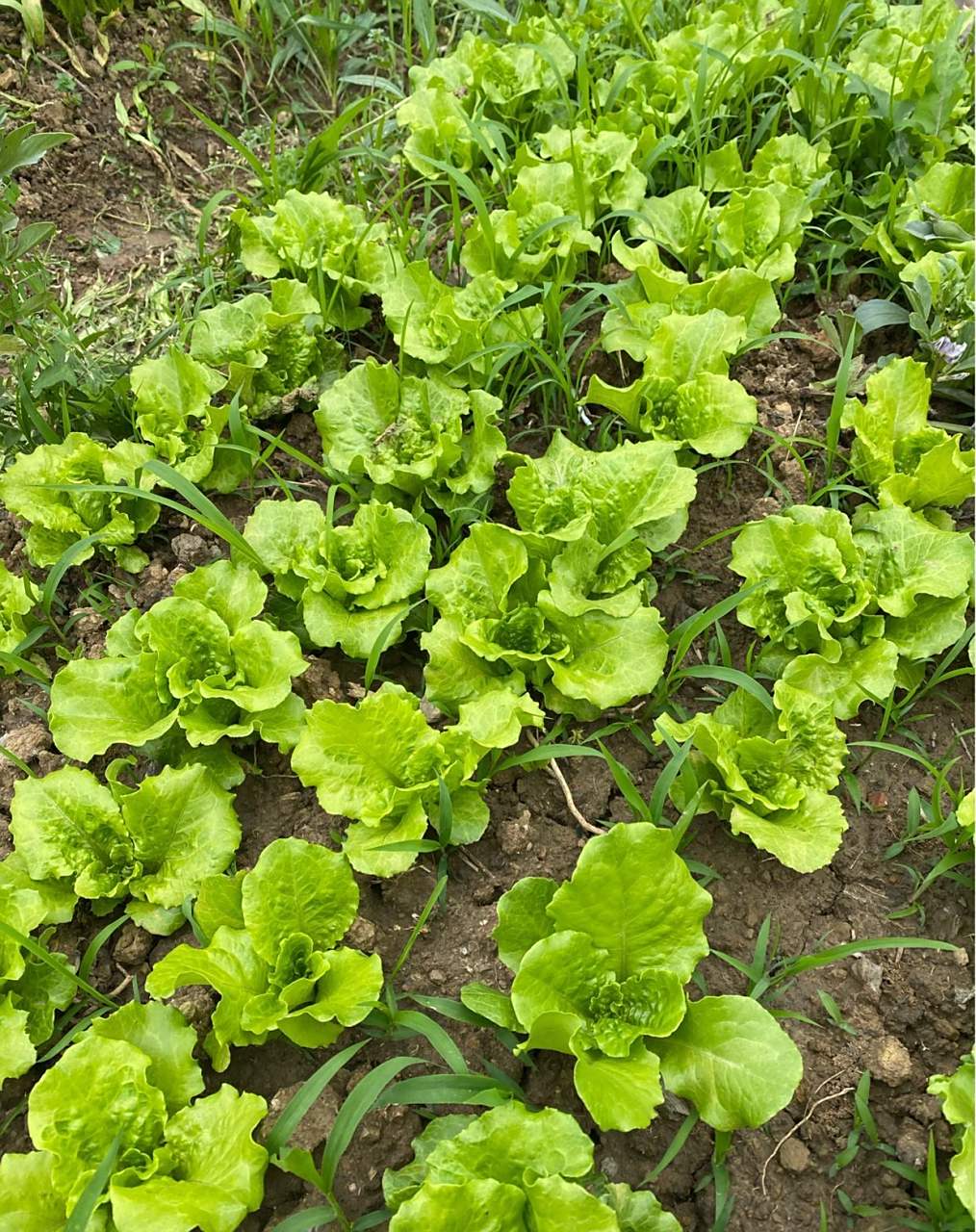 如何劝住我妈少开垦些菜田?