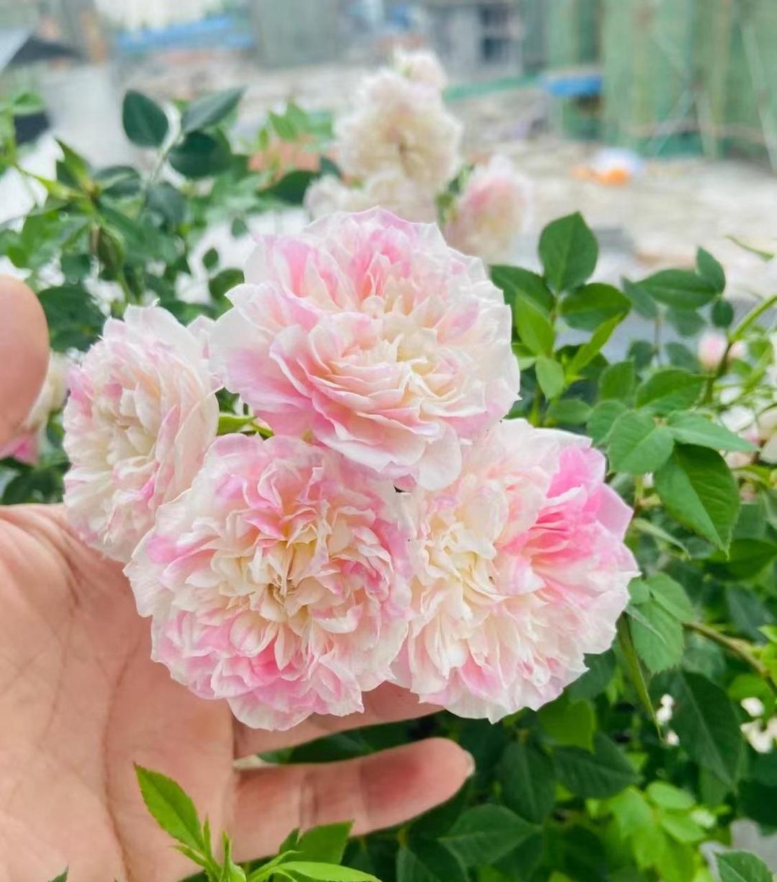 喜欢在阳台上养月季花的朋友,建议你养这个品种——幸福之门,也叫护身