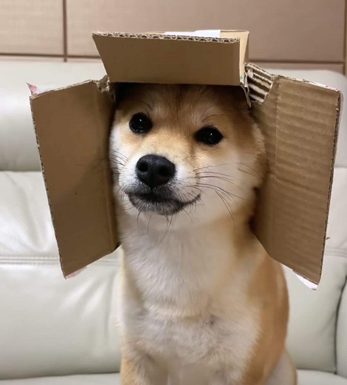 狗的气质是个好主意![大笑][大笑]#搞笑