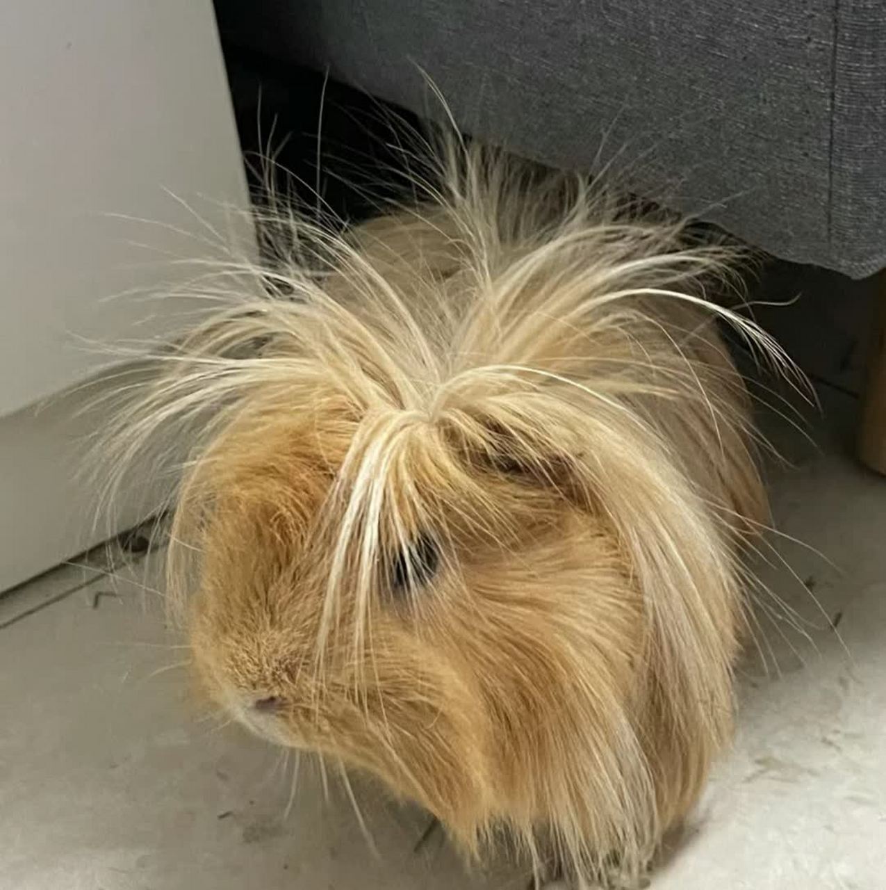 刚起床披头散发的豚鼠好可爱啊![大笑][大笑] #搞笑