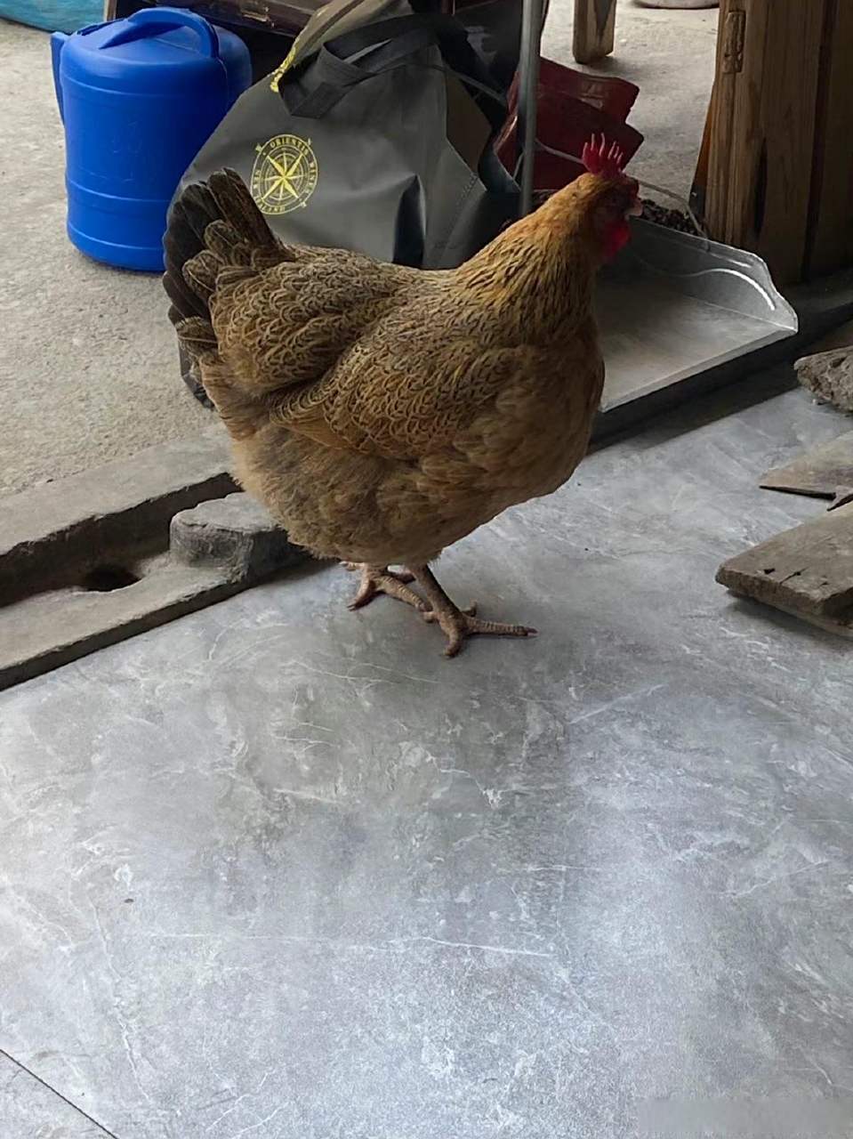 老母鸡,你好肥美啊?  #搞笑