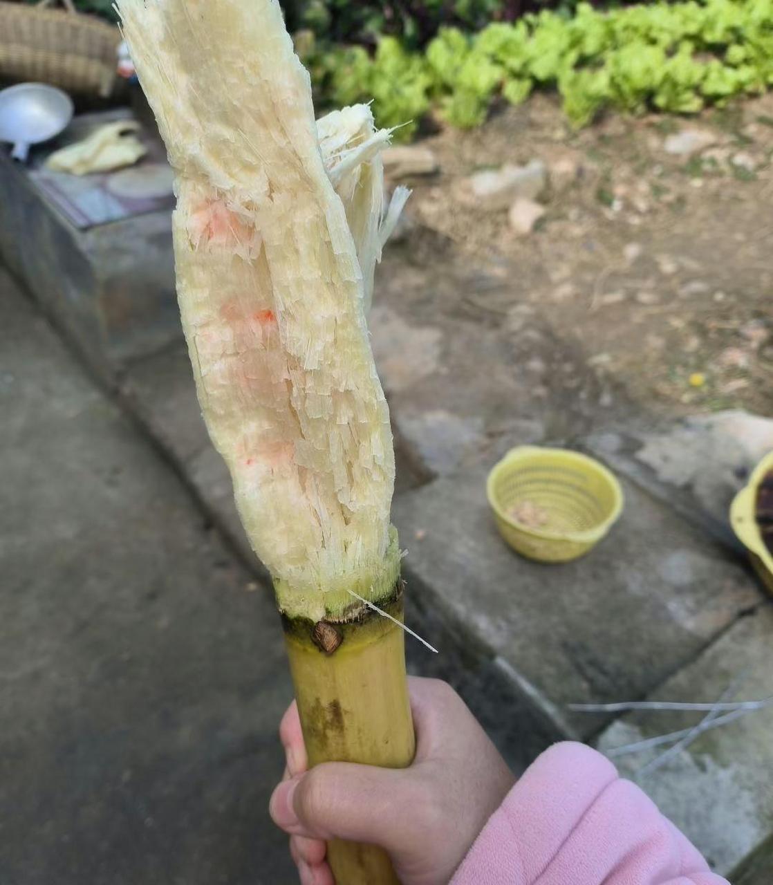 网友:吃甘蔗的方式就服你.