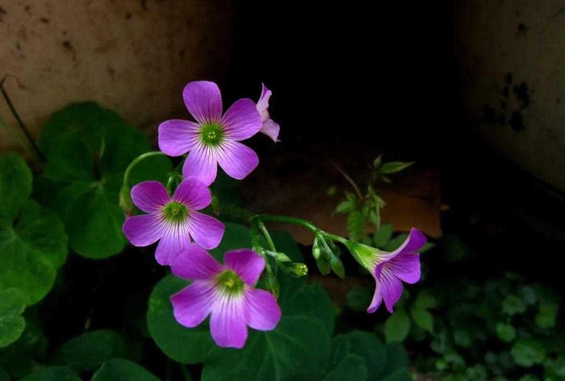 酸酸草的花图片