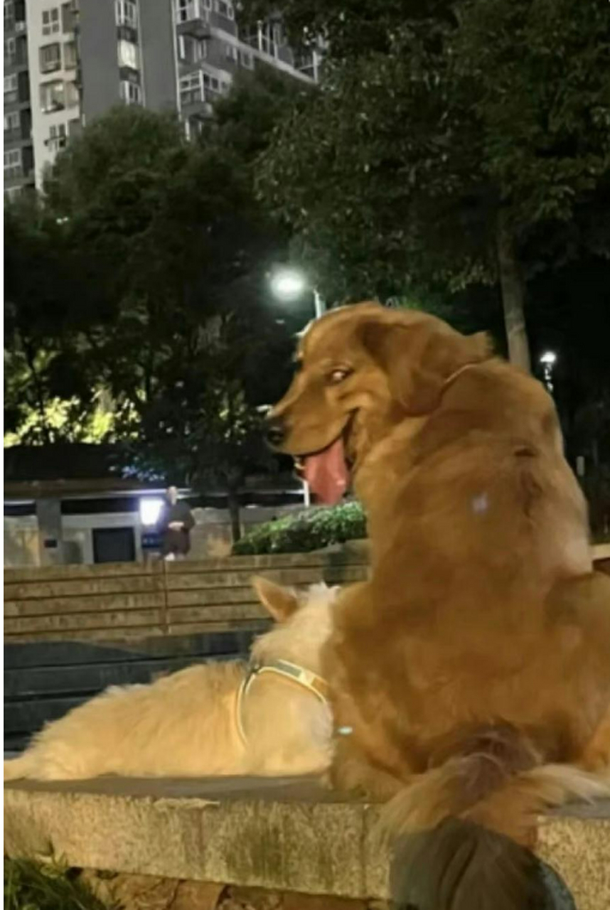 瞧!这眼神,我生平第一次把猥琐这个词用在一只狗身上.