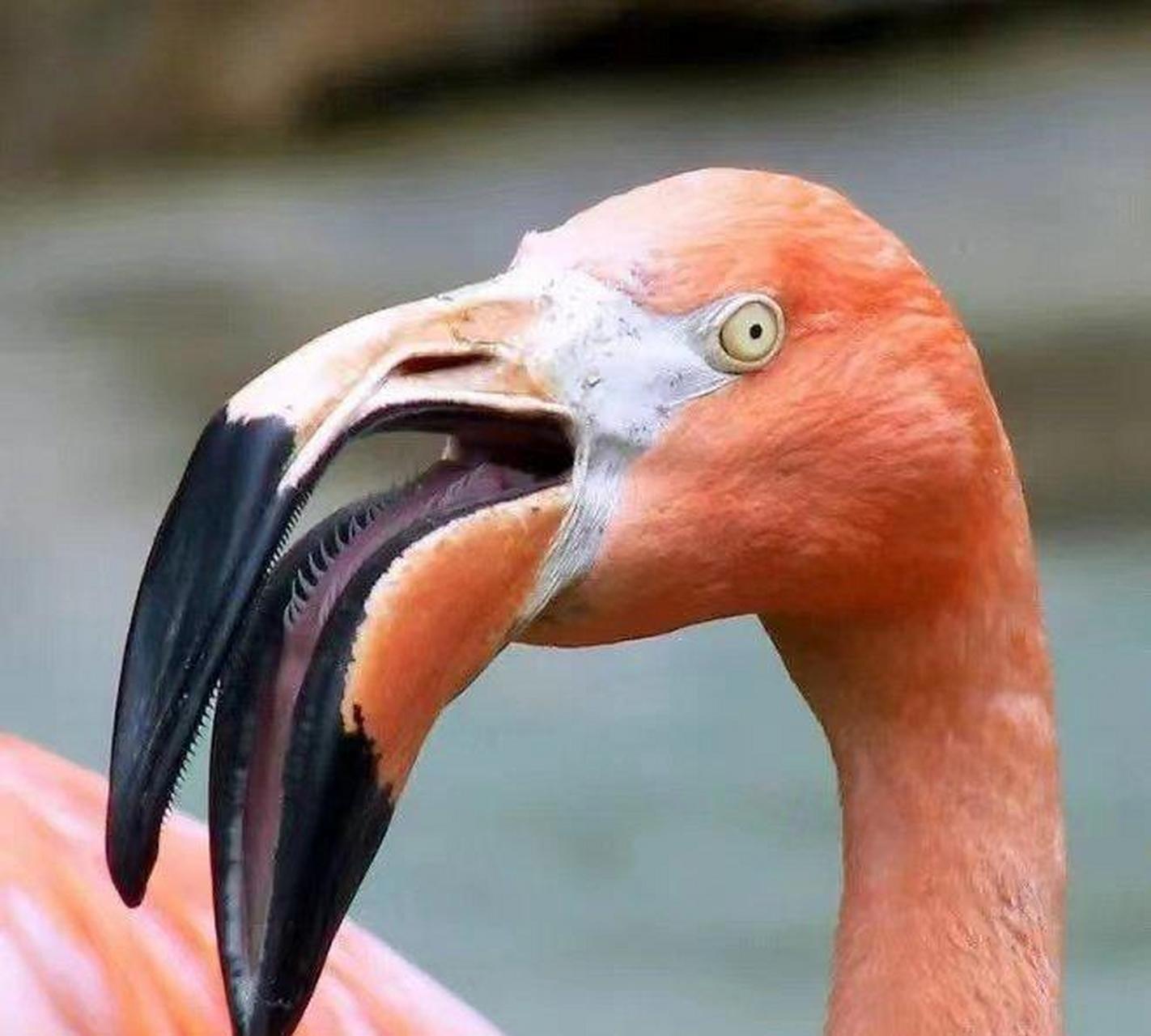 火烈鸟的舌头上也有"牙齿"