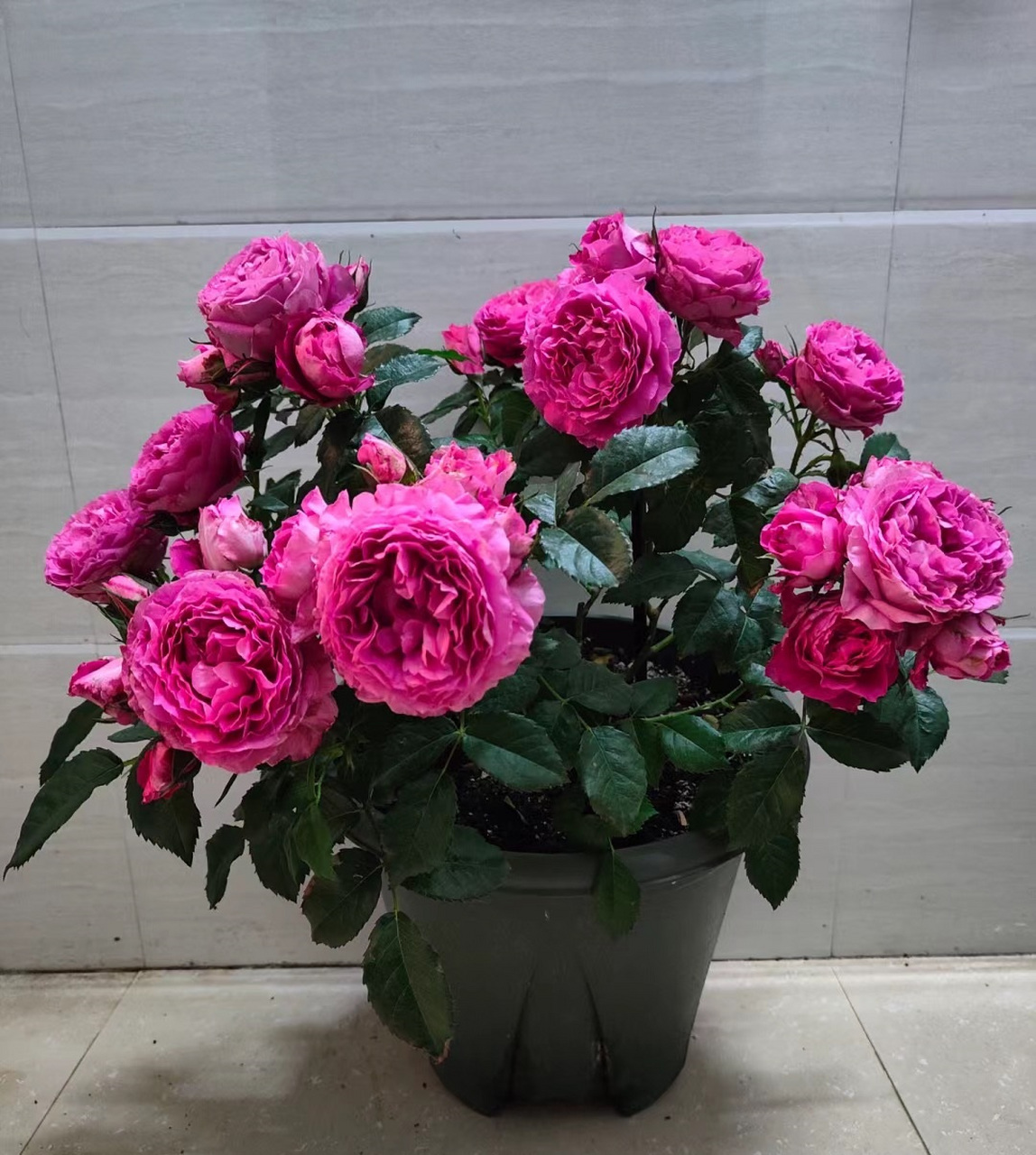 微型月季花"双子座阳台",海神王的芽变品种,植株低矮紧凑,高仅有30-40