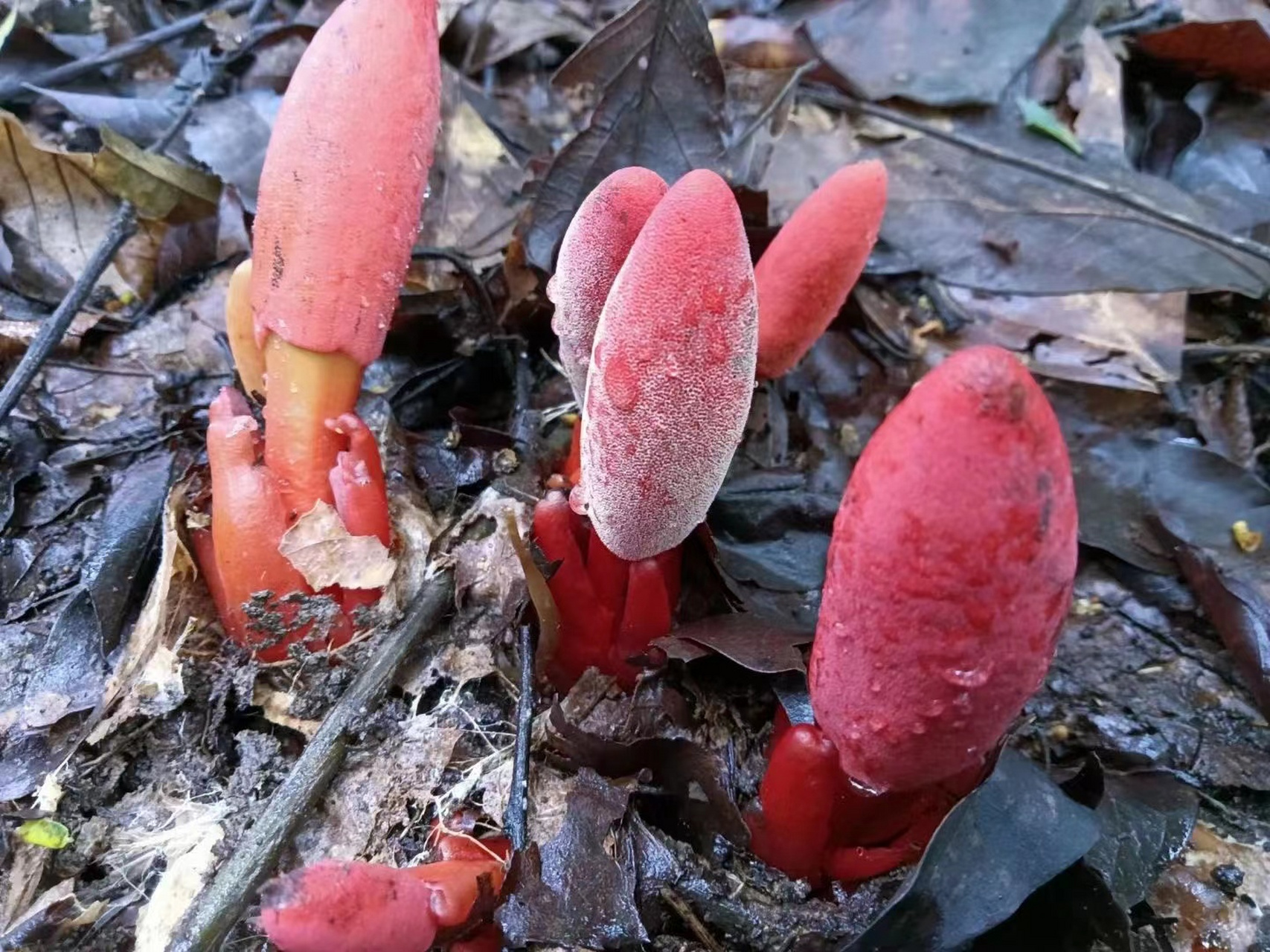 回春草的功效#  1,补肾壮阳:回春草味淡,微苦,性平,归心,肝,肾经,可