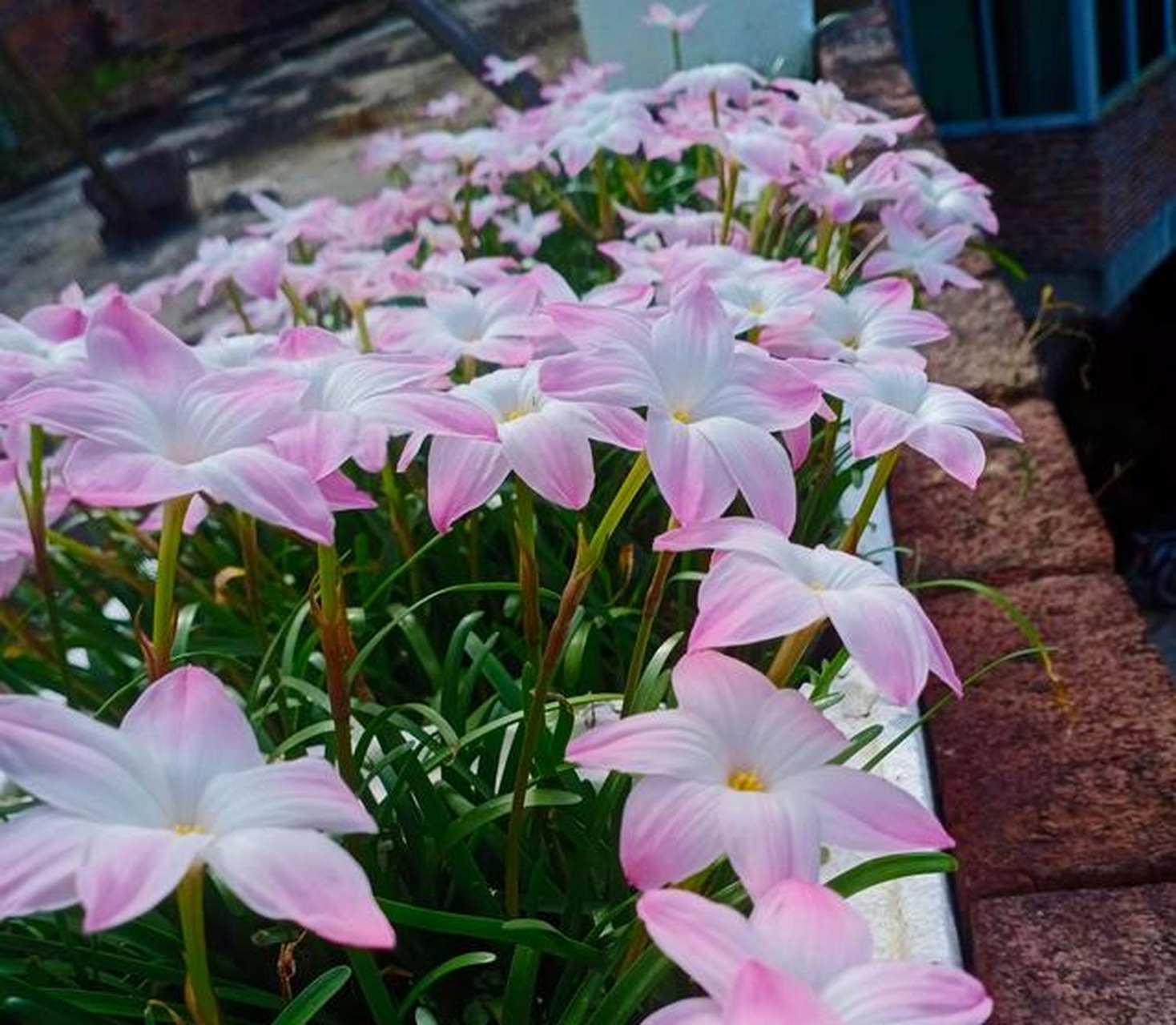 风雨兰,也叫风雨花,是一系列石蒜科葱莲属球根花卉的统称,原产于南美