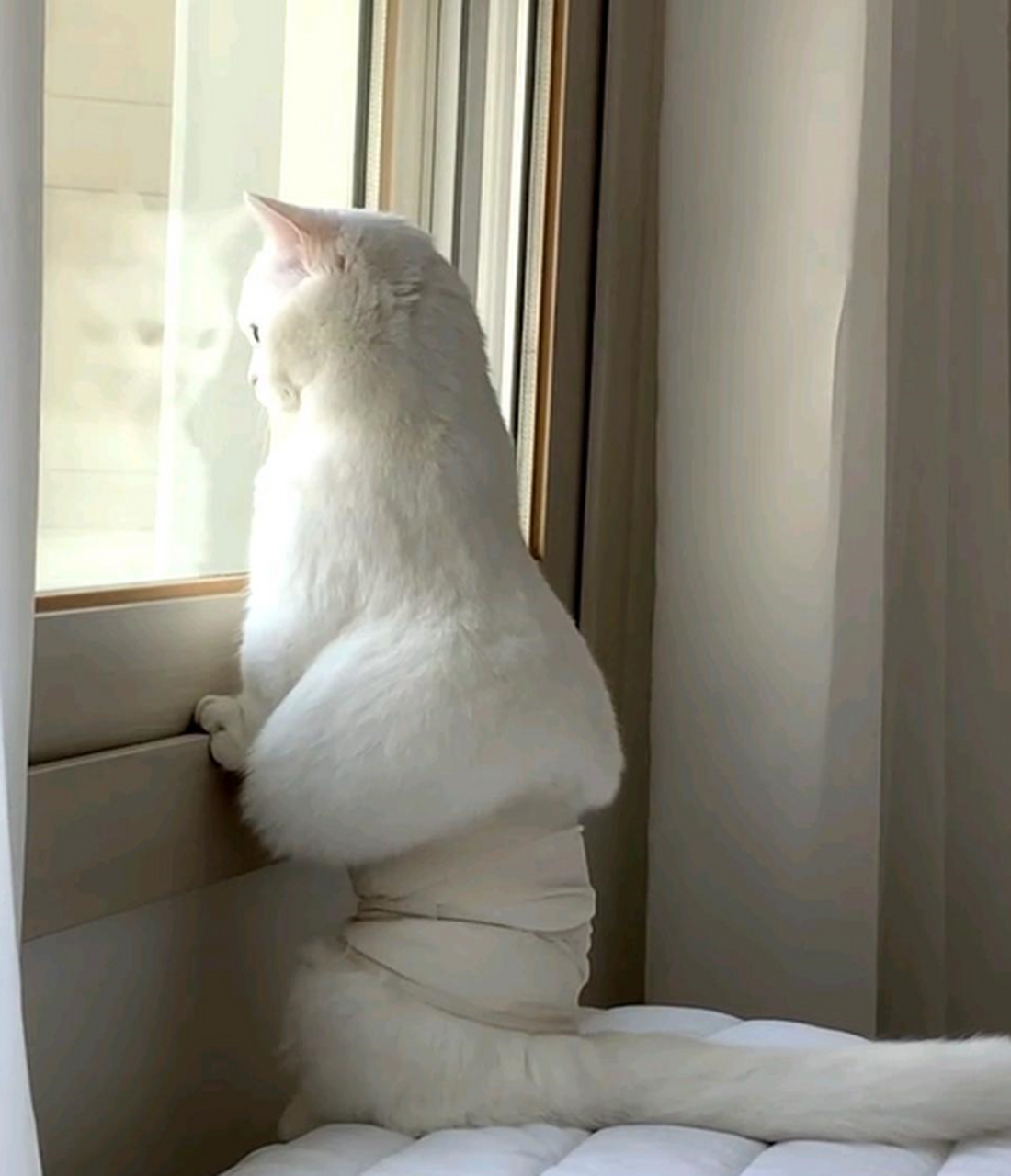 大家看看这猫咪的背影像什么,我真是笑出了鹅叫!