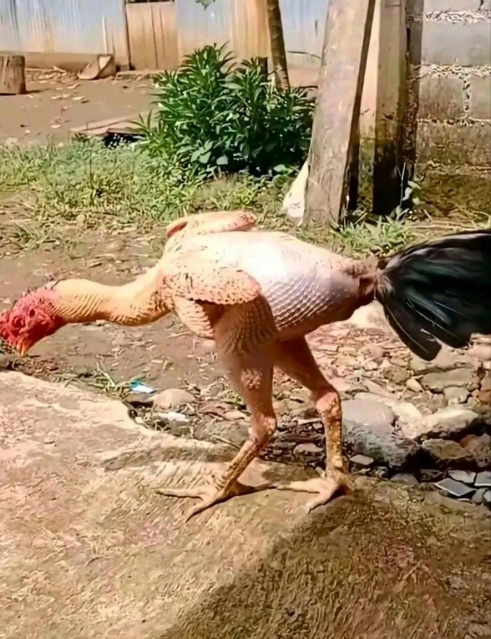 这鸡为什么拔毛了还是活着的?