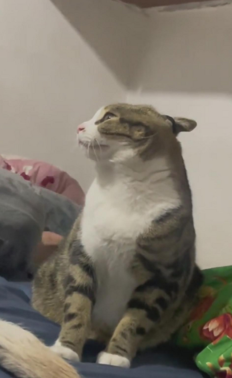 猫:毁灭吧,我累了[抠鼻]