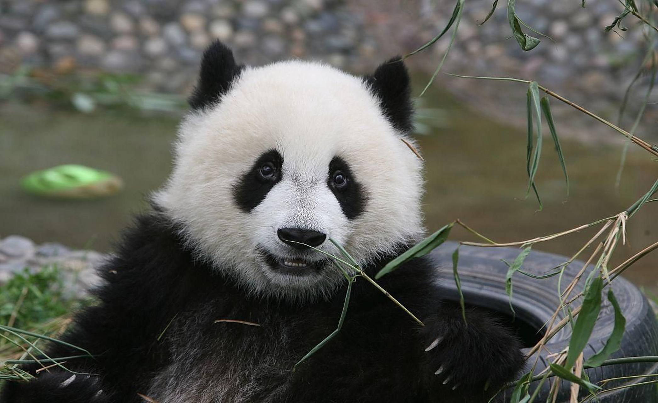 旅美大熊猫"丫丫"的合同将于4月7日到期, 北京动物园已确定会参与"