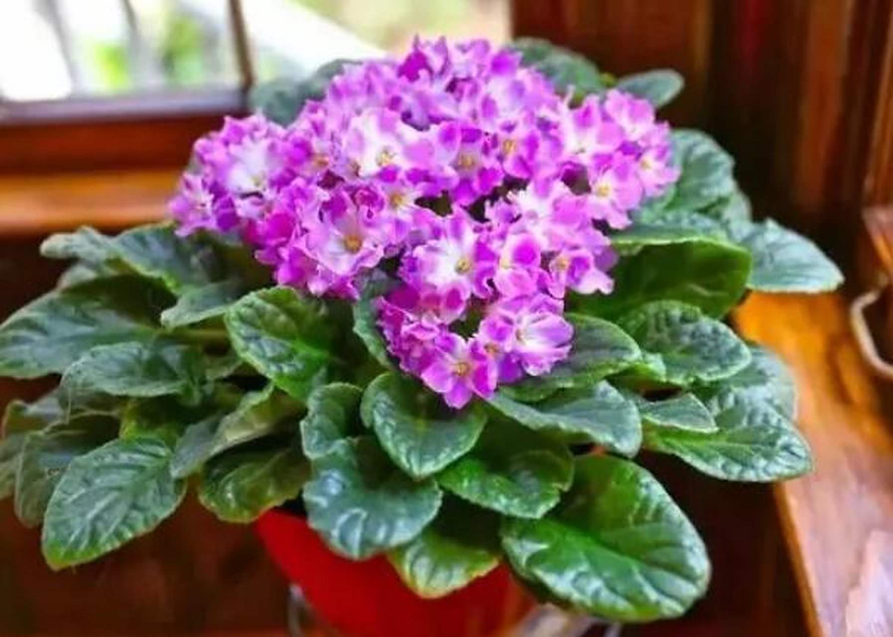 非洲紫罗兰是近些年比较流行的一种耐阴观赏花卉,这种花在国际上也