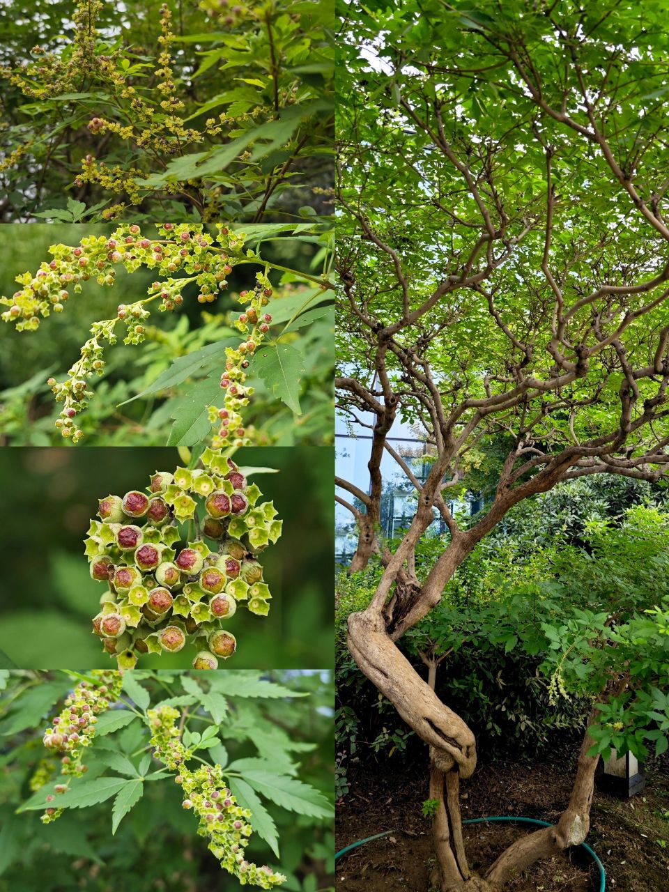 查出来是黄荆树?牡荆?荆条?