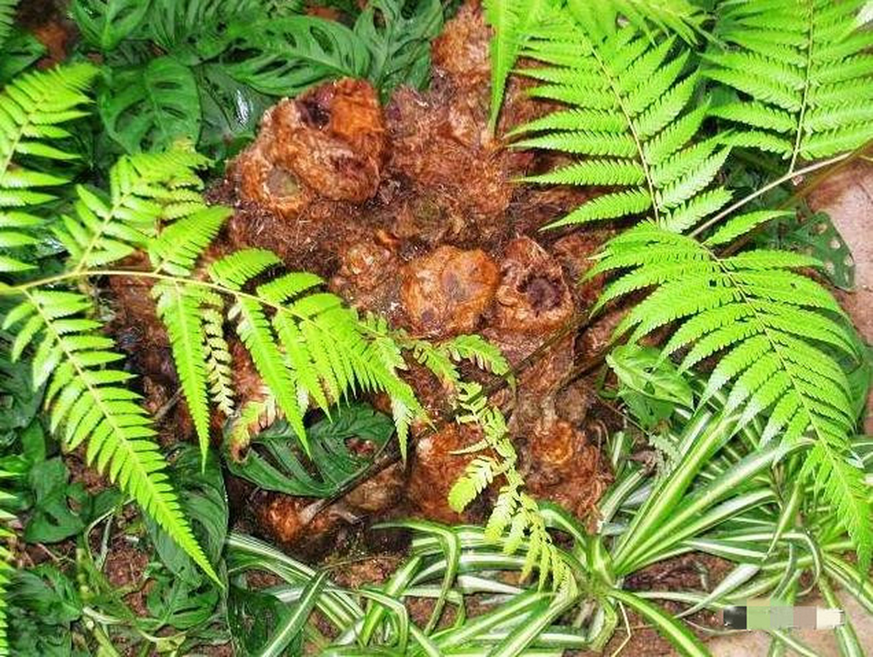 2,金毛狗蕨中药名称为狗脊,属蚌壳蕨科植物,其根茎具有补肝肾,强腰膝