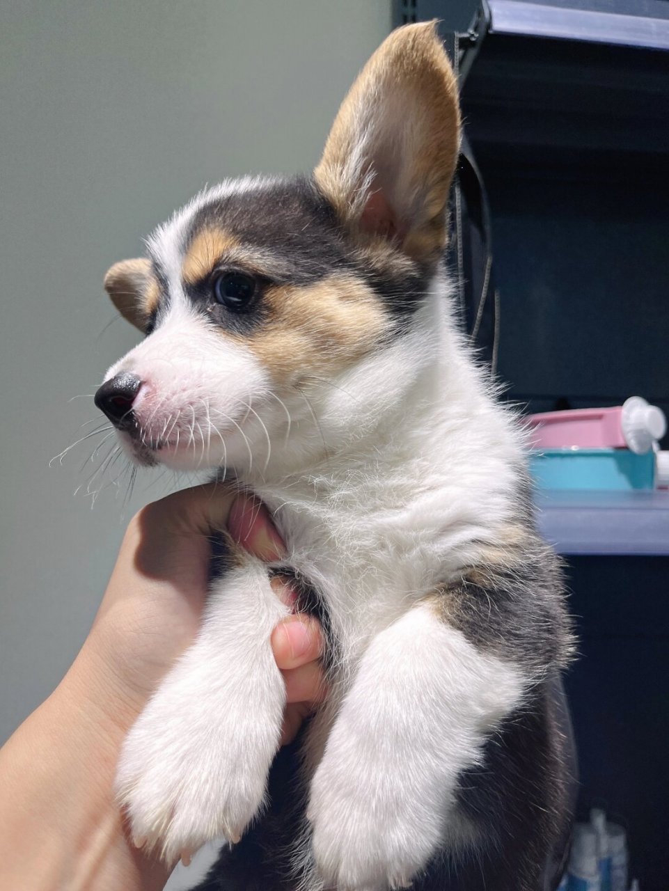 三通三色大围脖柯基求带回家  柯基宝宝外观软萌可爱,小短腿和肥臀