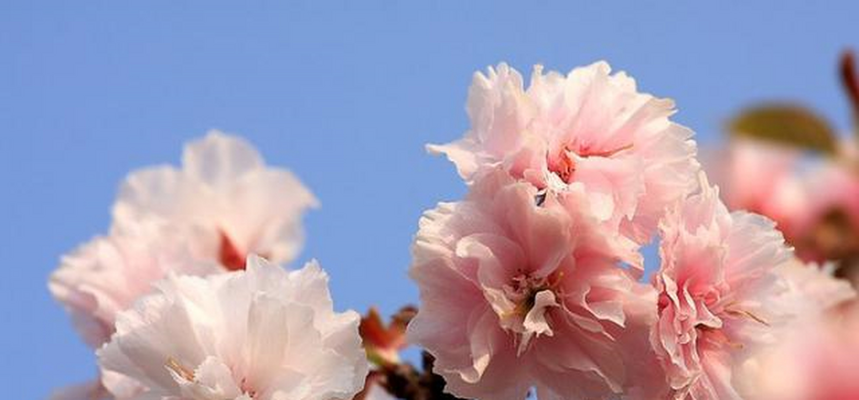 广东百万葵园近万株樱花争相盛开,景色既浪漫又迷人[互粉]