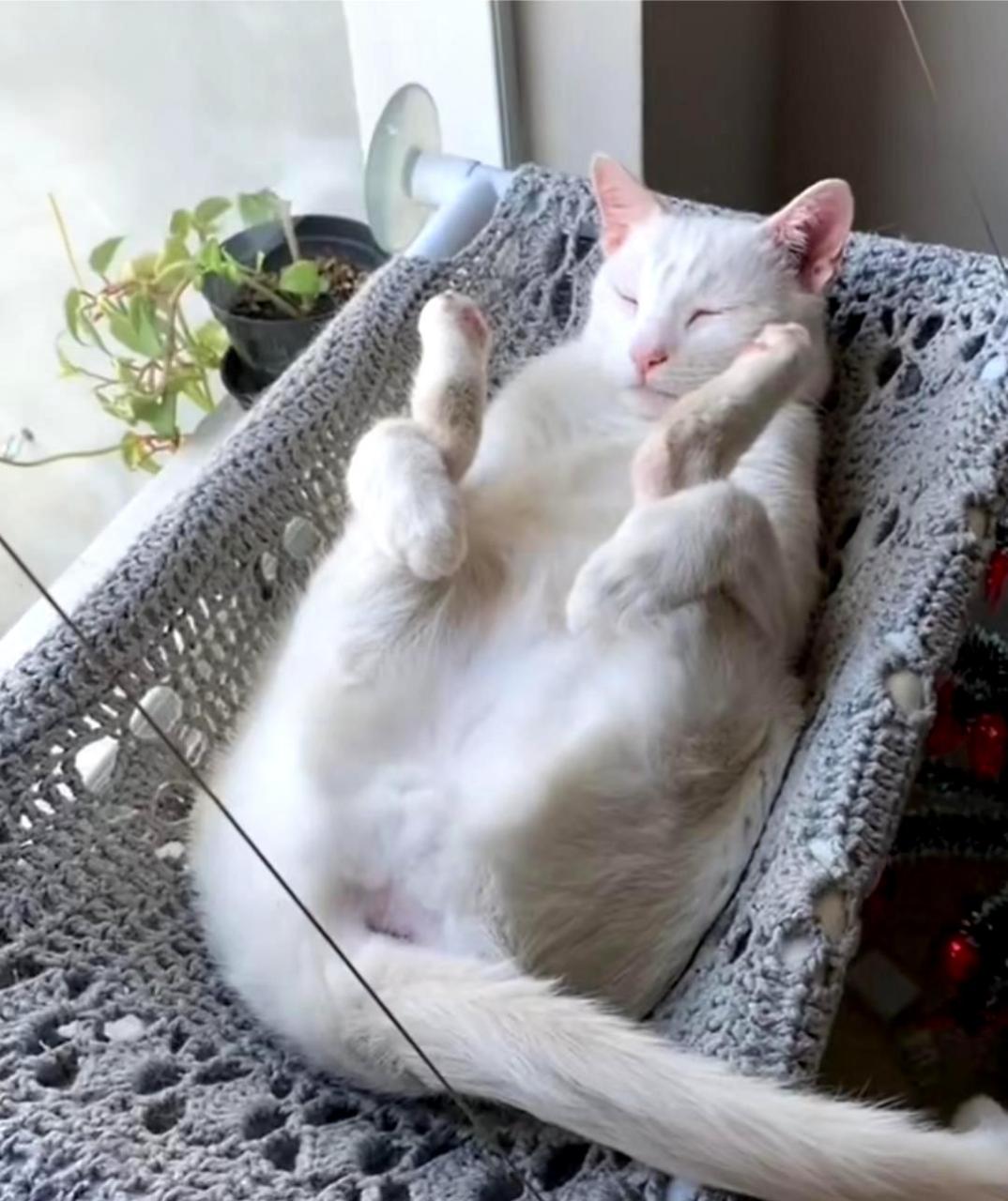 这只猫咪第一次以这种姿势睡觉,仿佛在模仿谁!